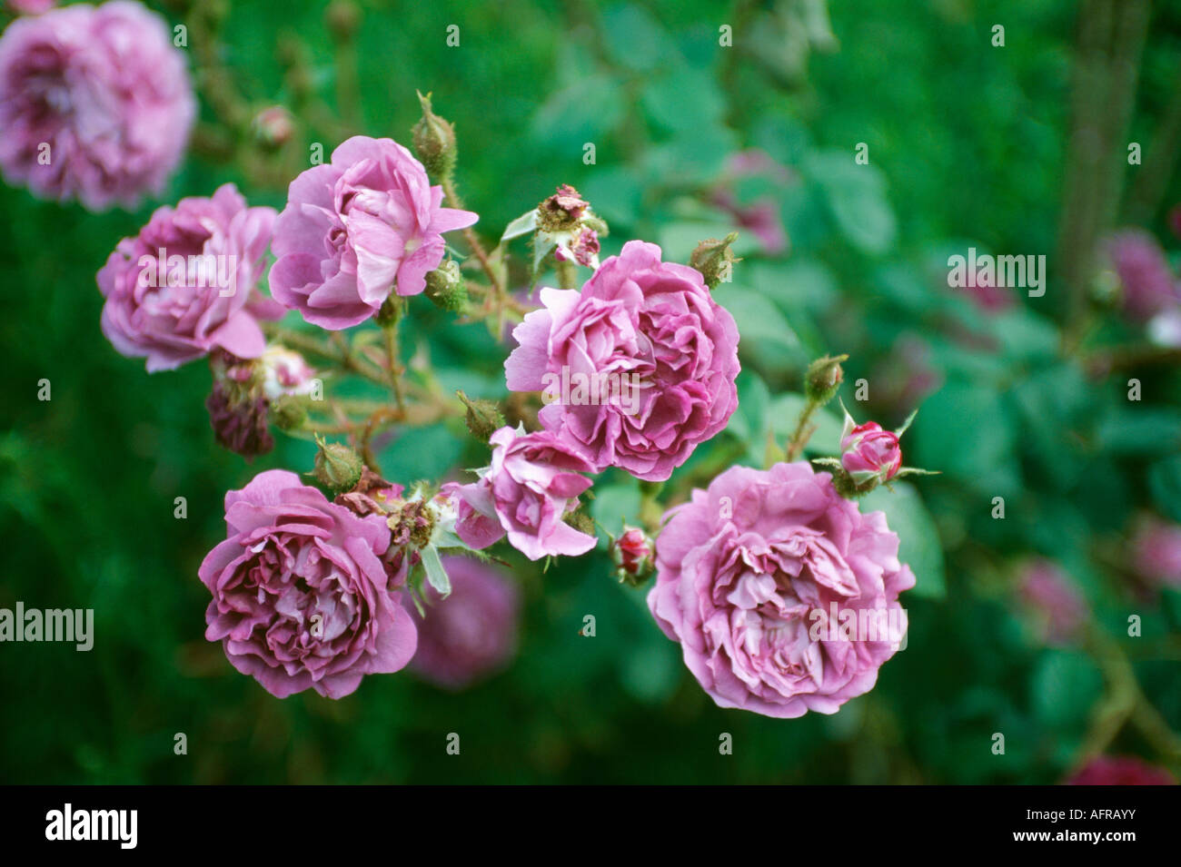 Close up di profumati rosa rosa ad arbusto Foto Stock
