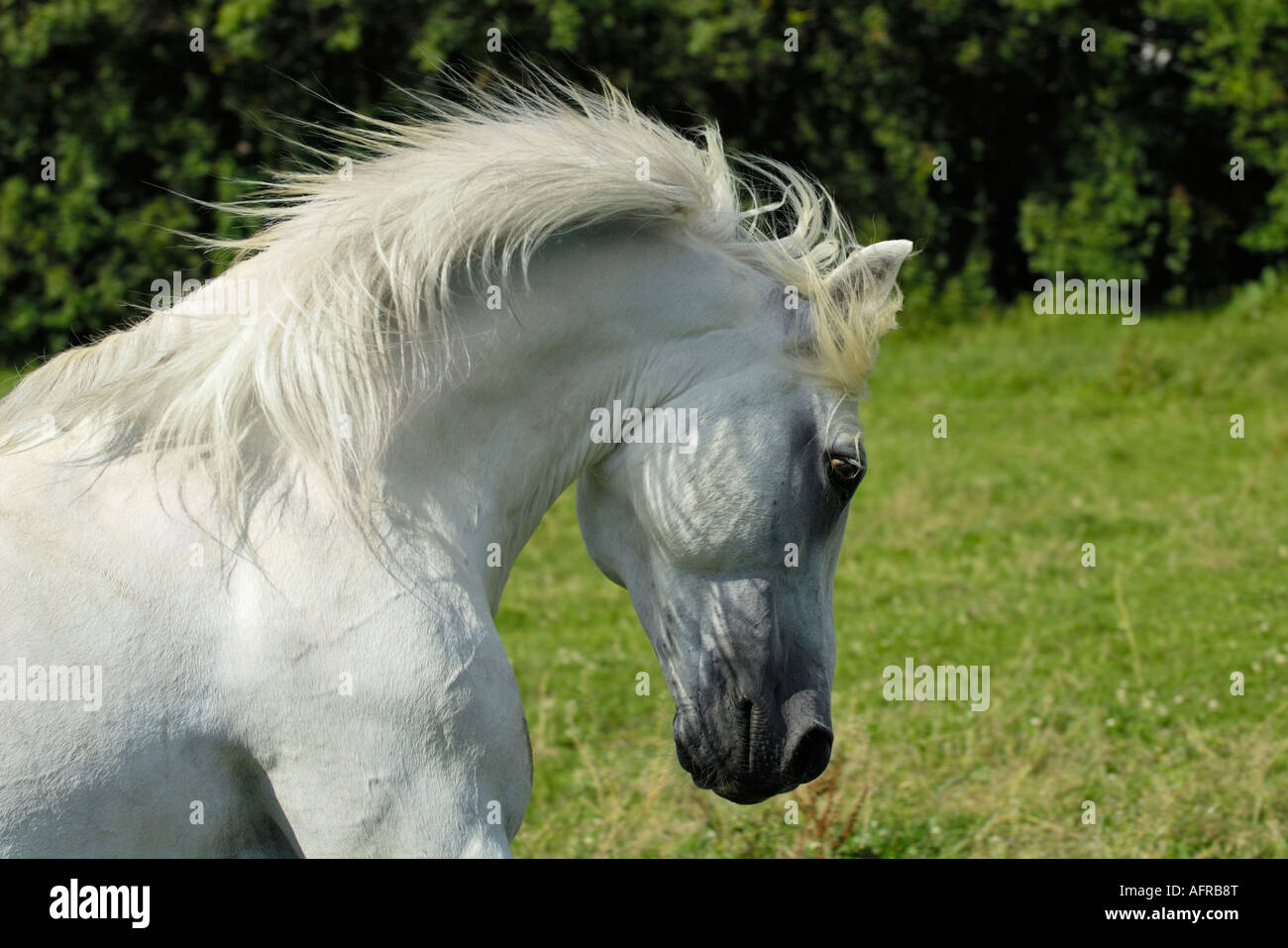 Pony Connemara stallone Foto Stock