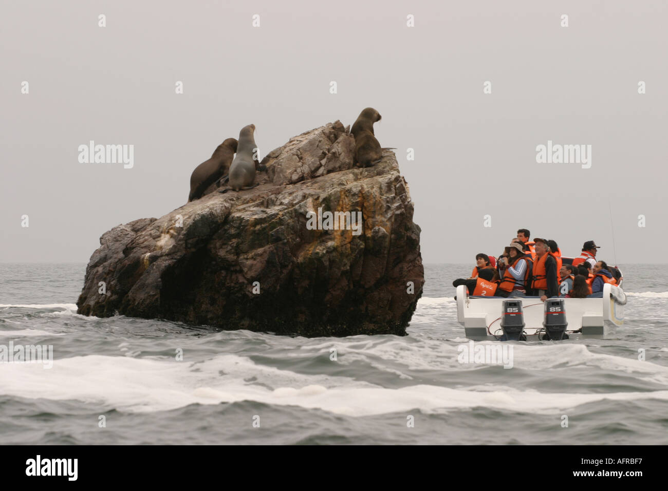 Un tour in barca guardando i leoni di mare pinguini Humboldt a Isole Ballestas off Pisco Perù Foto Stock