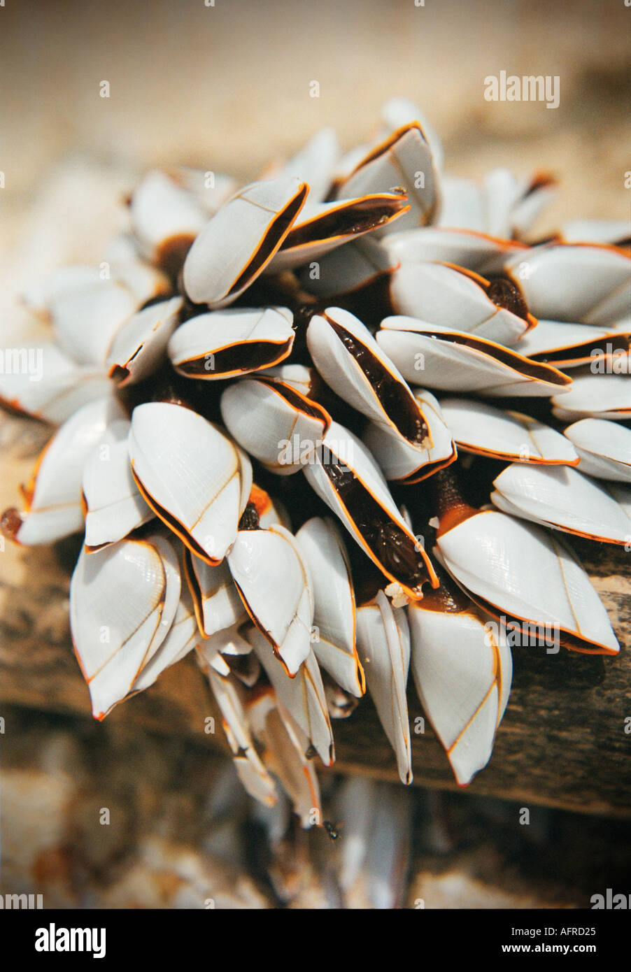 Sgambate cirripedi, aka Goose cirripedi e a collo d'oca cirripedi, su Coral Beach sull'isola Palau Perhentian Kecil in Malesia Foto Stock