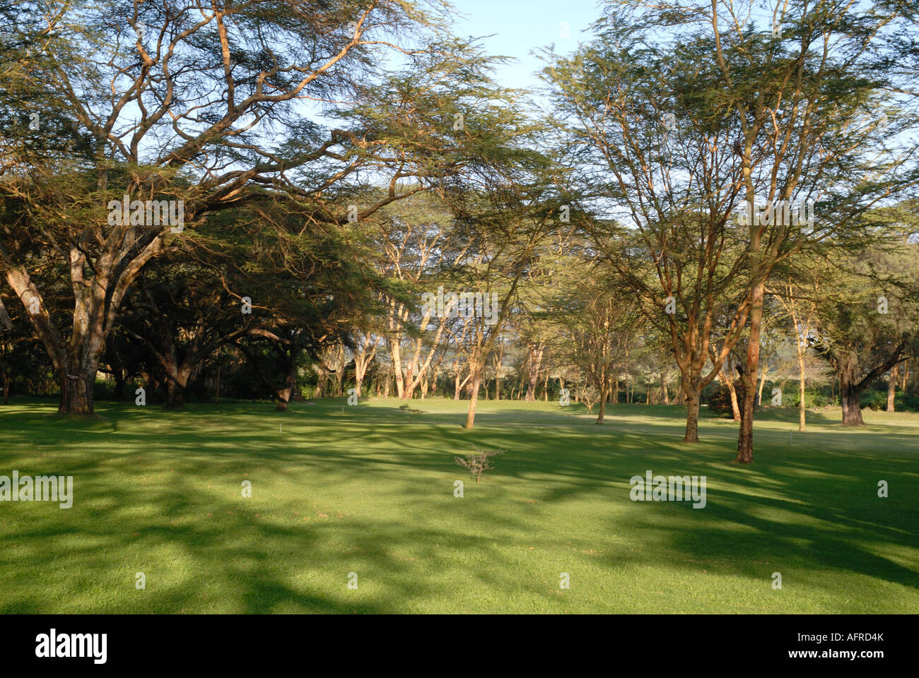 Acacia xanthophloea o giallo abbaiato alberi di acacia nel parco del lago Naivasha Club Kenya Africa orientale Foto Stock