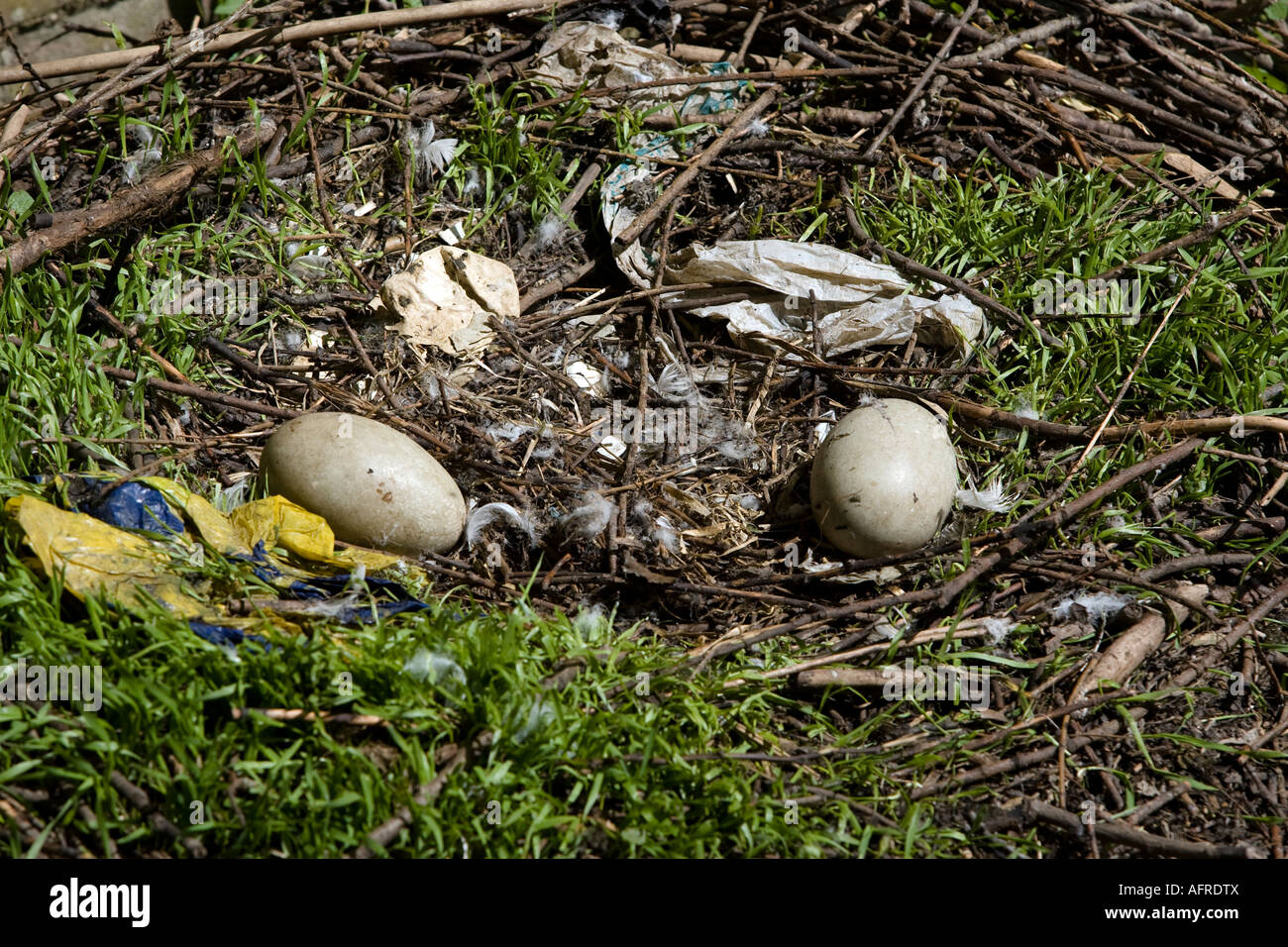 Due abbandonati swan non tratteggiata uova nel nido fiume Stour Sudbury Suffolk in Inghilterra Foto Stock