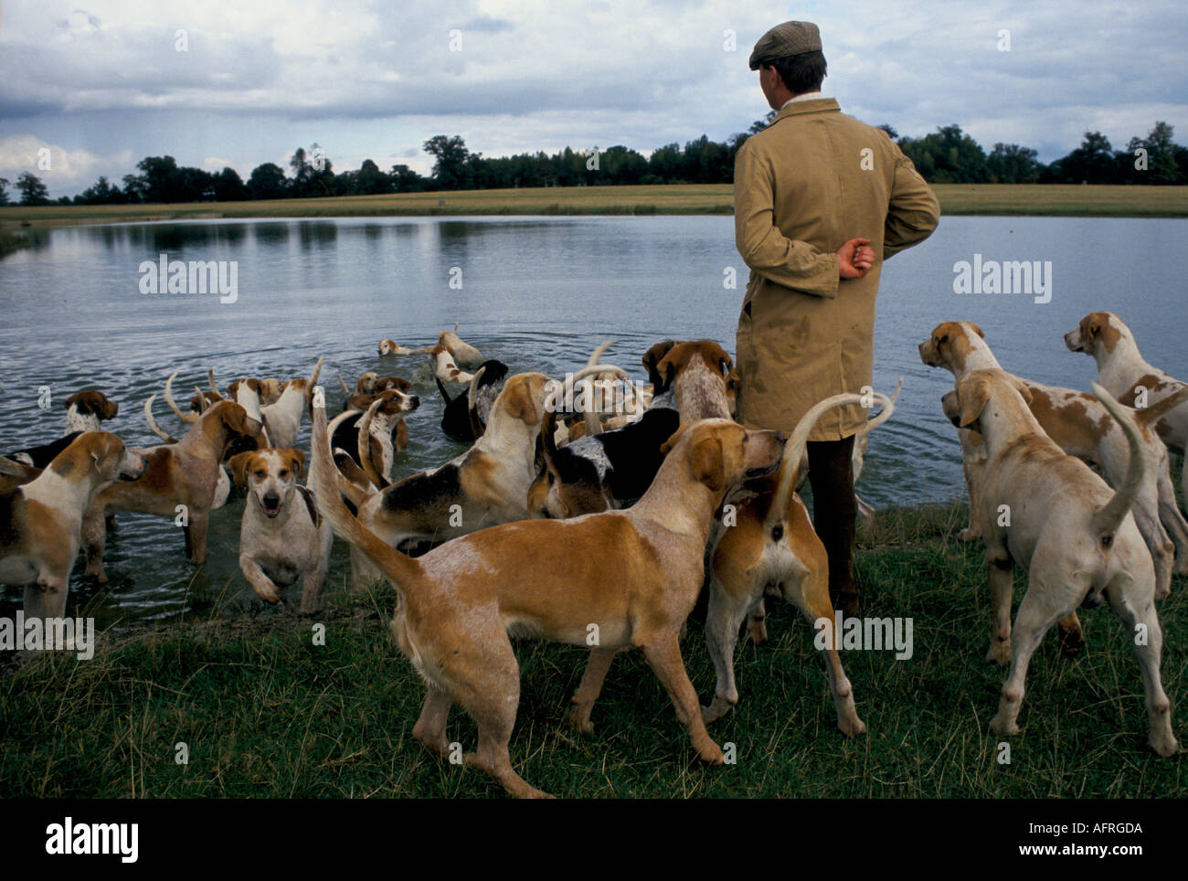 Charles Wheeler Huntsman. Duke of Beaufort Hunt Badminton estate Gloucestershire esercizio del cane mattutino in Parkland 1996 1990s UK HOMER SYKES Foto Stock