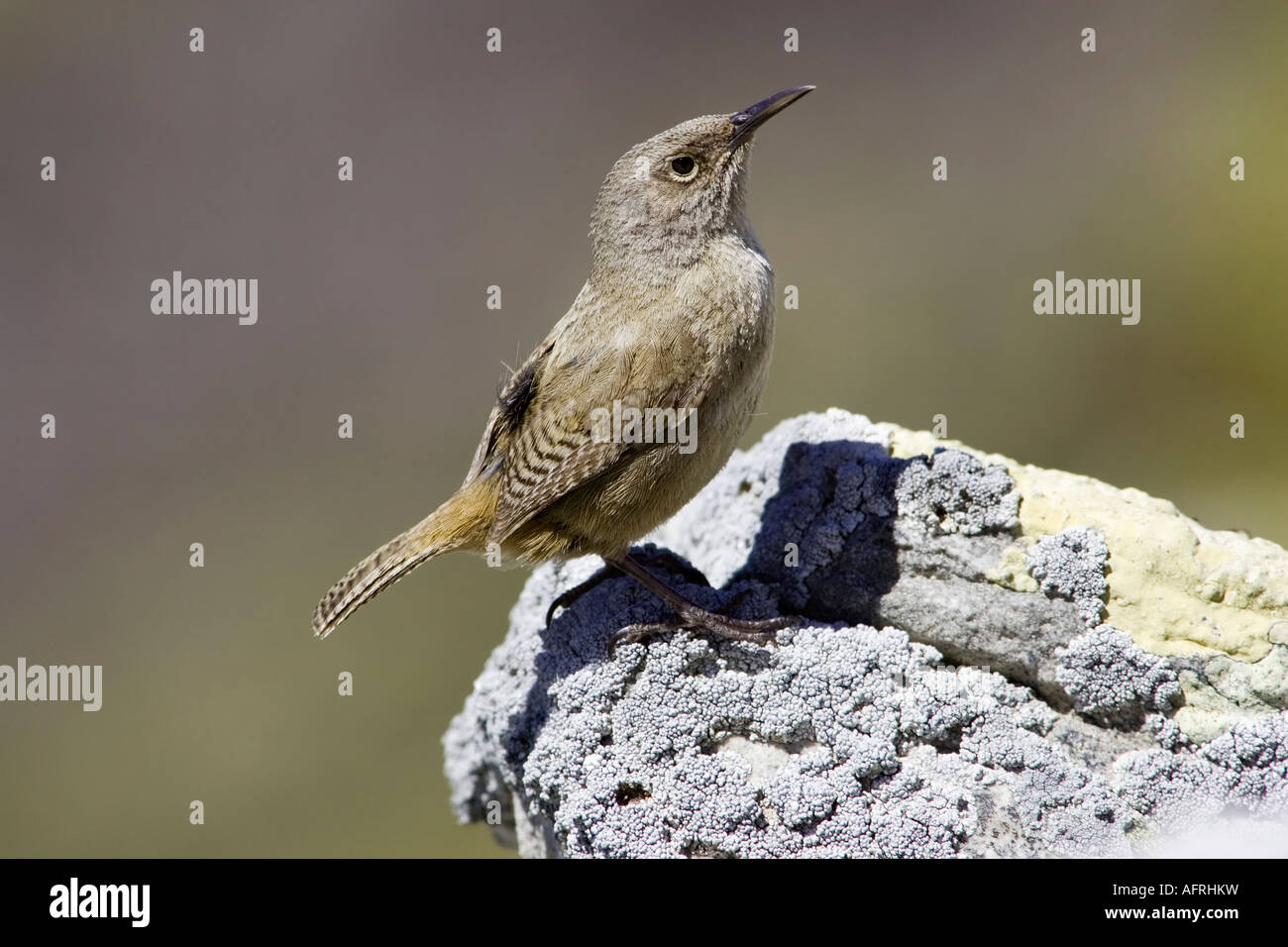 Un adulto Cobb s Wren arroccato su uno sperone lichen roccioso coperto Foto Stock