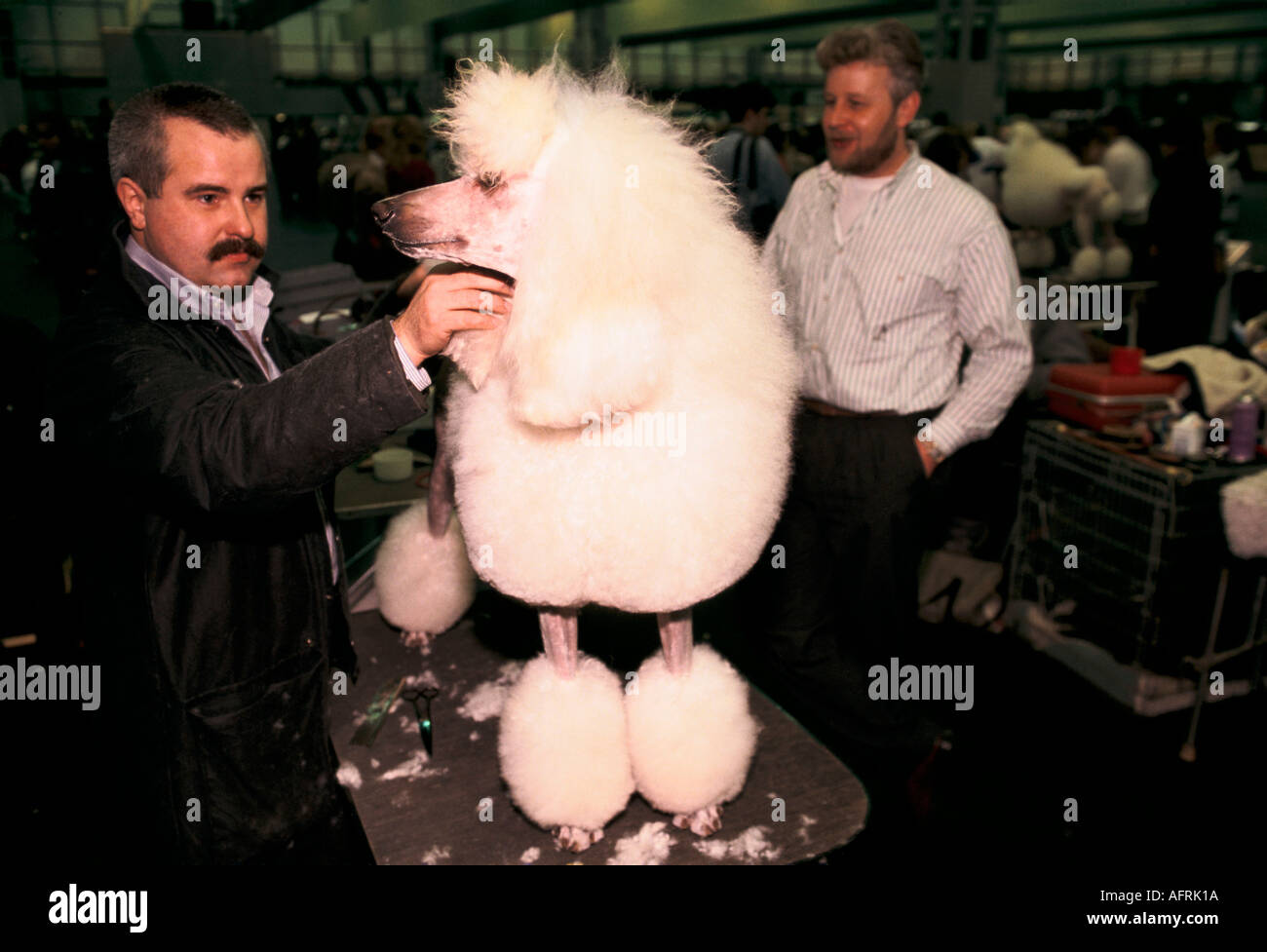 Il Crufts Dog Show degli anni novanta il National Exhibition Centre Birmingham REGNO UNITO. Bianco standard Poodle fresato pronte per essere mostrata competitiva hobby 1991 Foto Stock