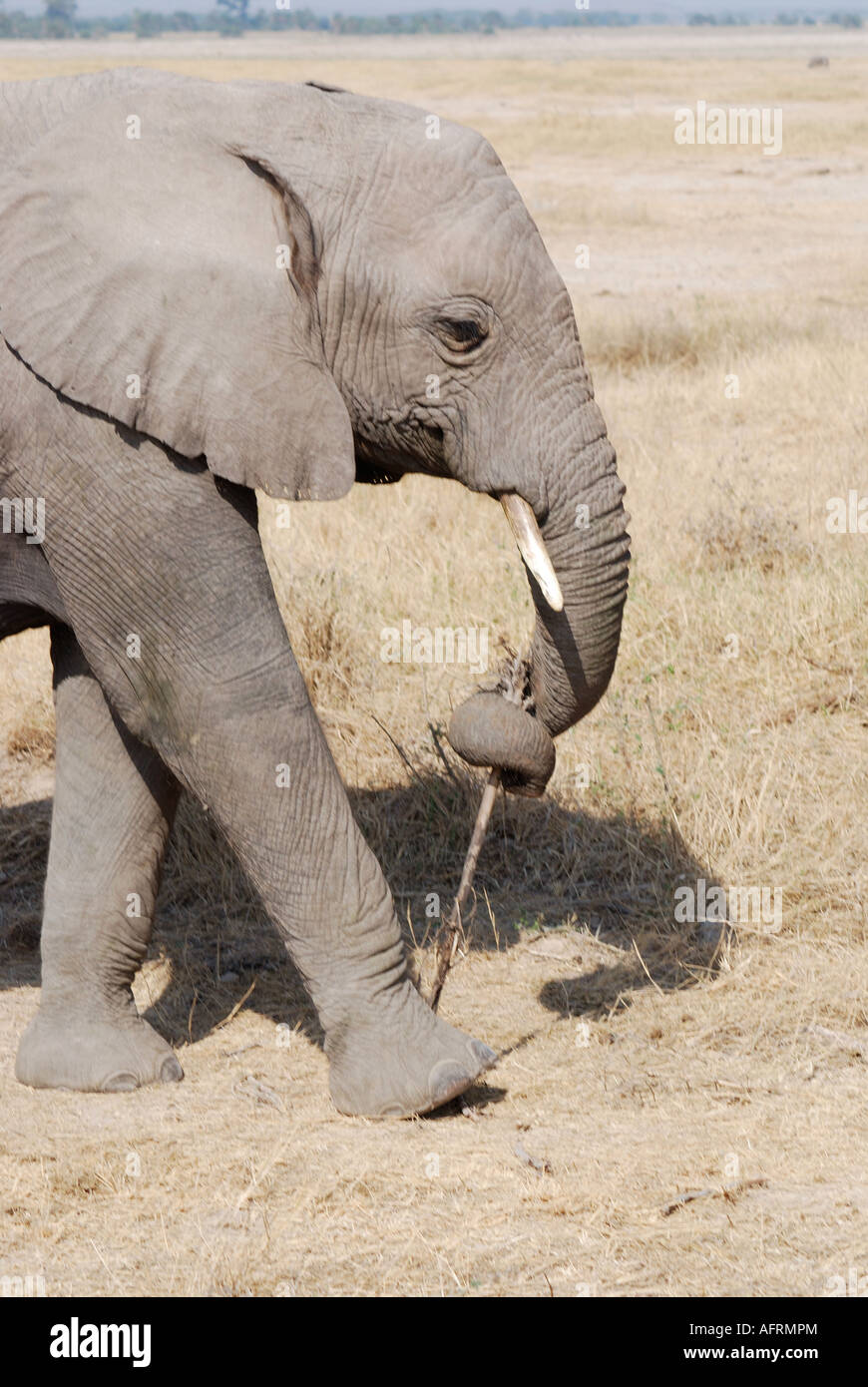 Un giovane elefante gioca con un pezzo di legno in Amboseli National Park in Kenya Africa orientale Foto Stock