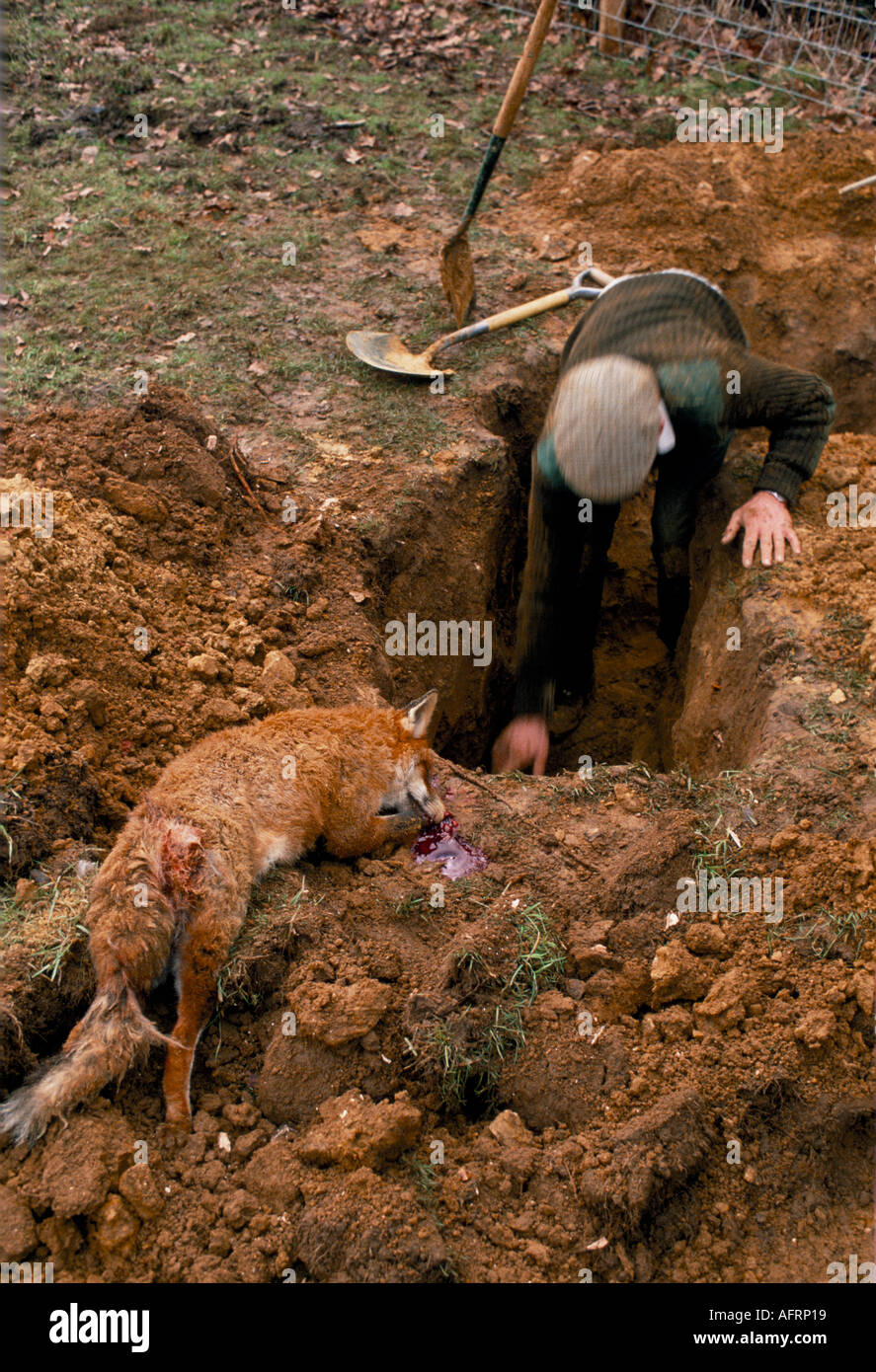 La caccia alla volpe Terrier uomo scava una volpe che è andato a massa Gloucestershire Inghilterra degli anni novanta UK HOMER SYKES Foto Stock