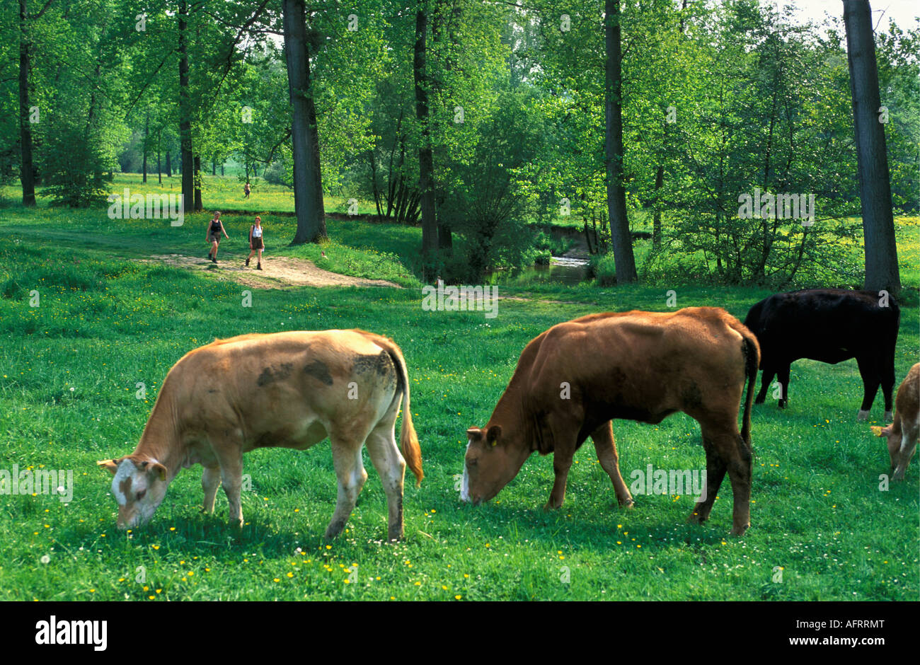 Paesi Bassi Epen vacche in piedi dal fiume Foto Stock
