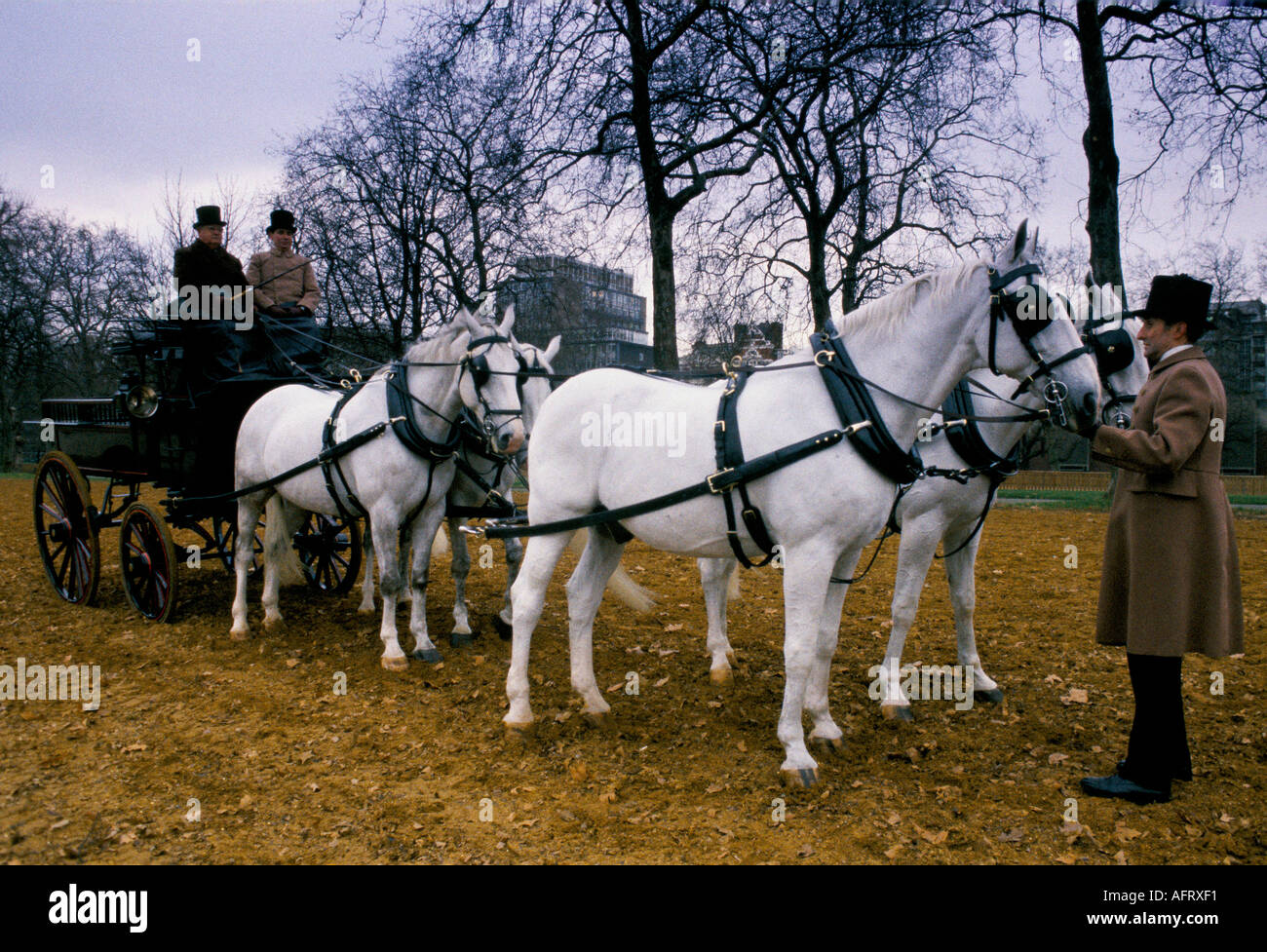 Cavalli di addestramento per carrozza reale che guida molto presto Rotten Row, Hyde Park. Londra 1991 1990 Londra Regno Unito HOMER SYKES Foto Stock