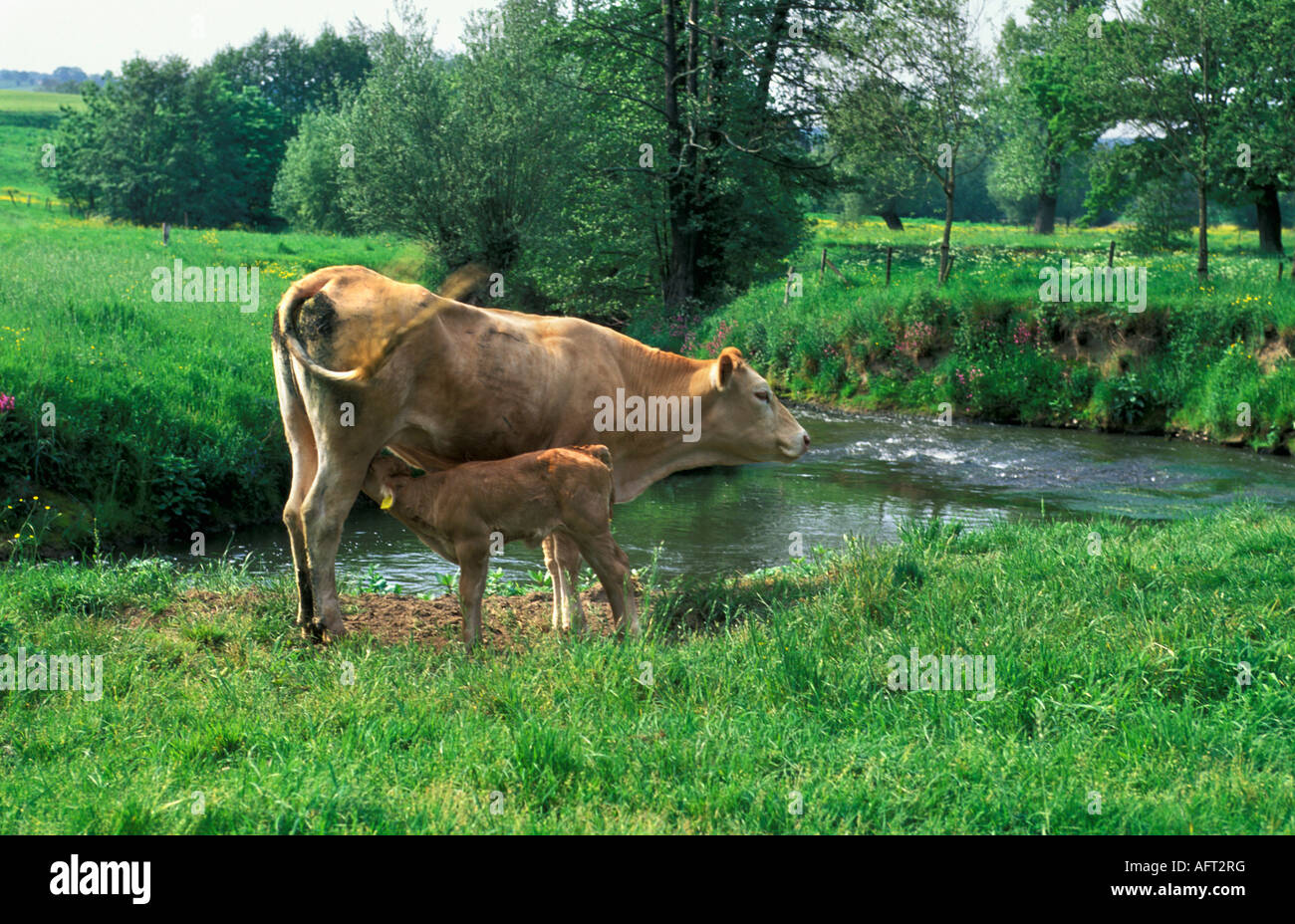 Paesi Bassi Epen vacche in piedi dal fiume Foto Stock