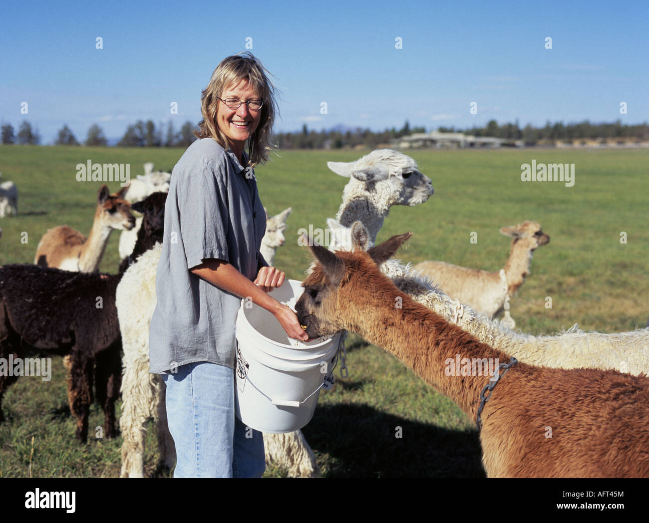 Una donna alimenta Suri alpaca essendo sollevata a fini di riproduzione su un grande alpaca ranch vicino a piegare Foto Stock