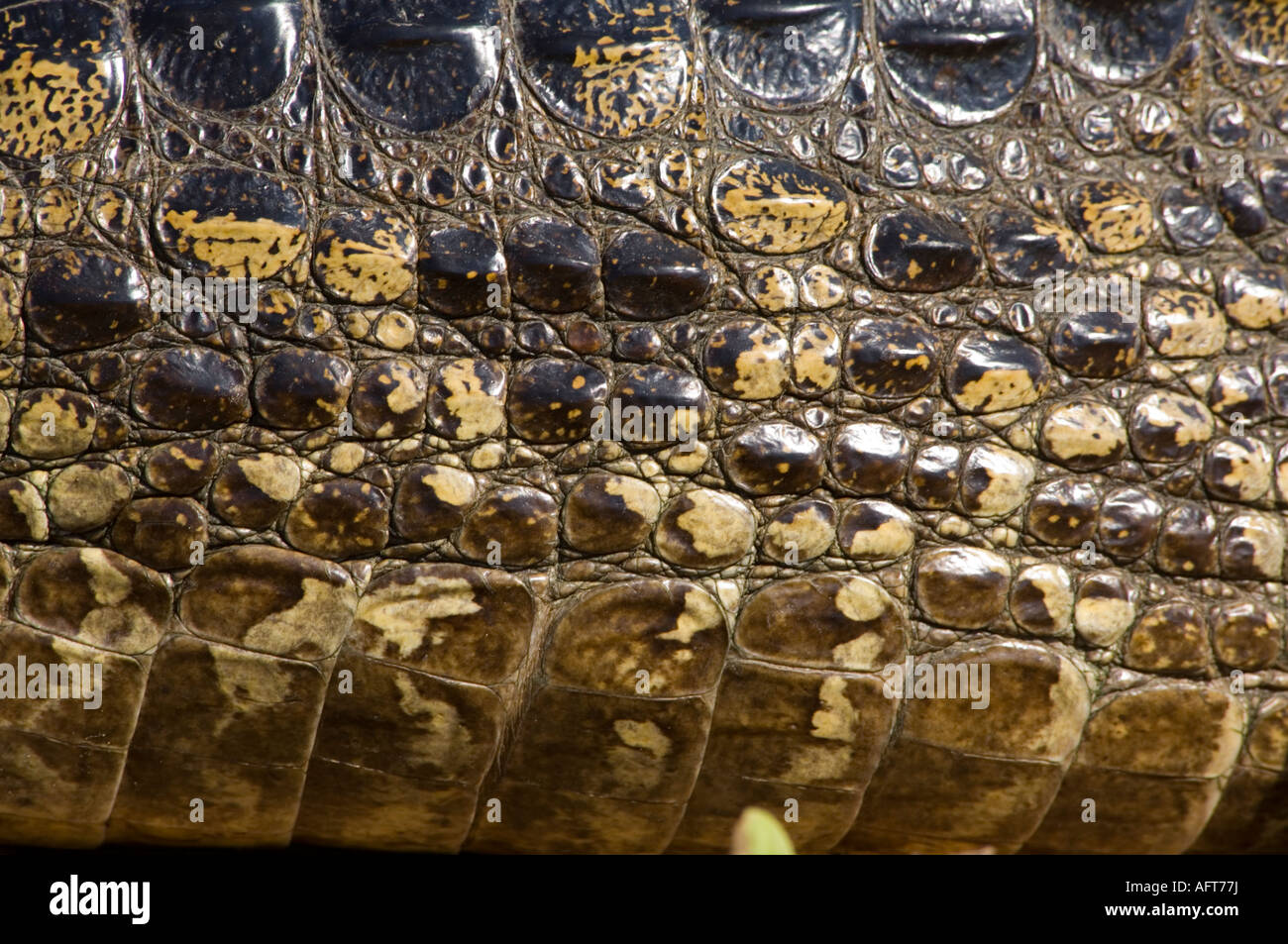 Pelle di un caimano Spectacled crocodilus Caimano Pantanal Brasile Foto Stock