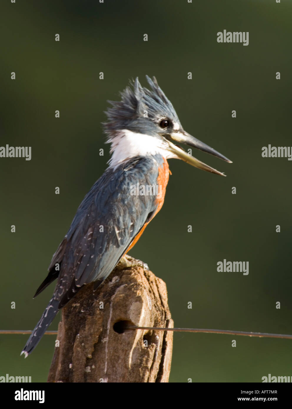 Di inanellare Kingfisher Ceryle torquata Pantanal Brasile Foto Stock