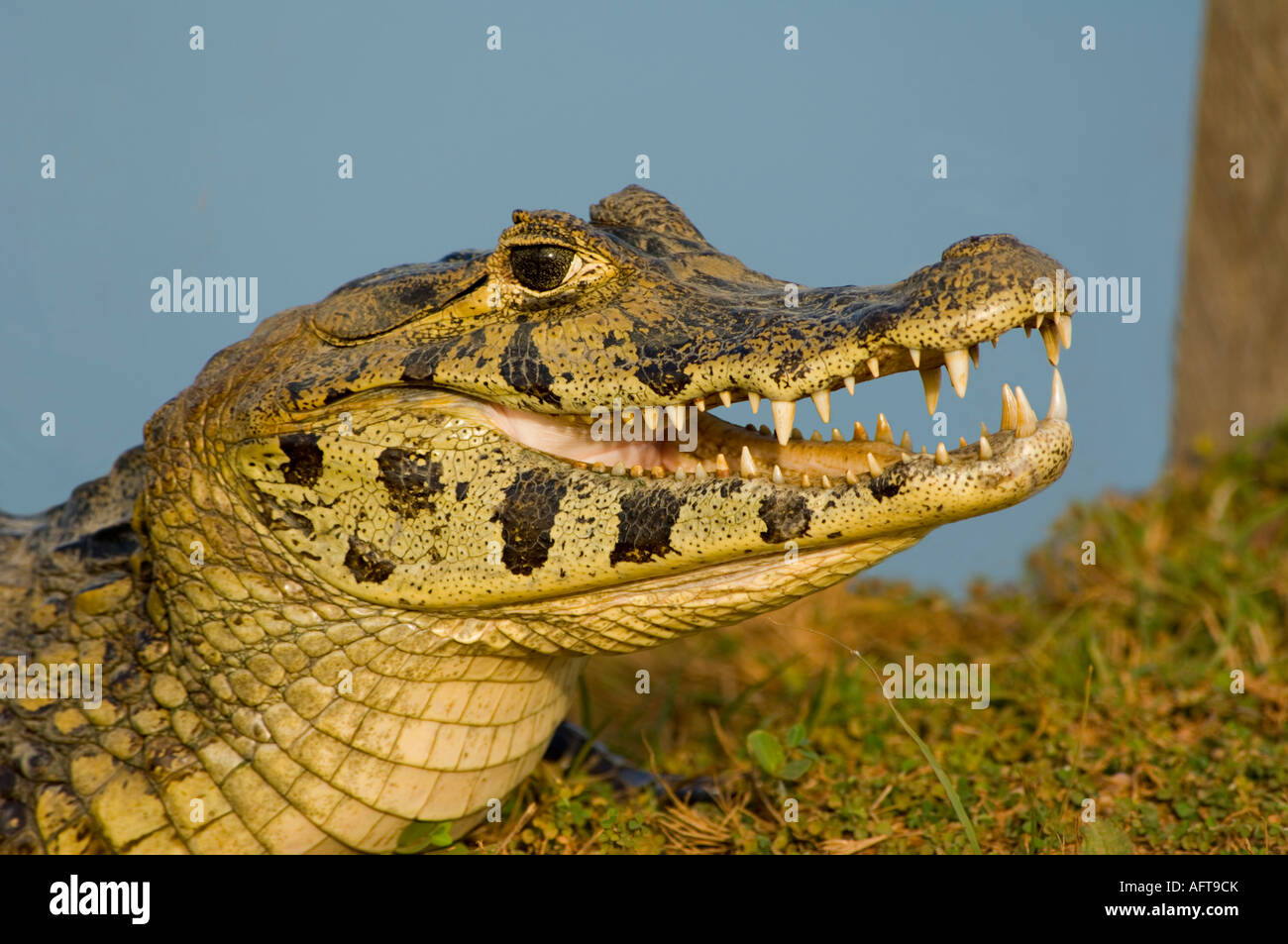 Spectacled Cayman crocodilus Caimano Pantanal Brasile Foto Stock