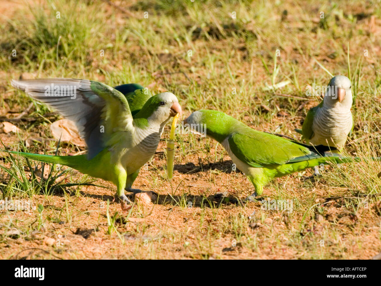 Parrocchetti Monaco Myiopsitta monachus Pantanal Brasile Foto Stock