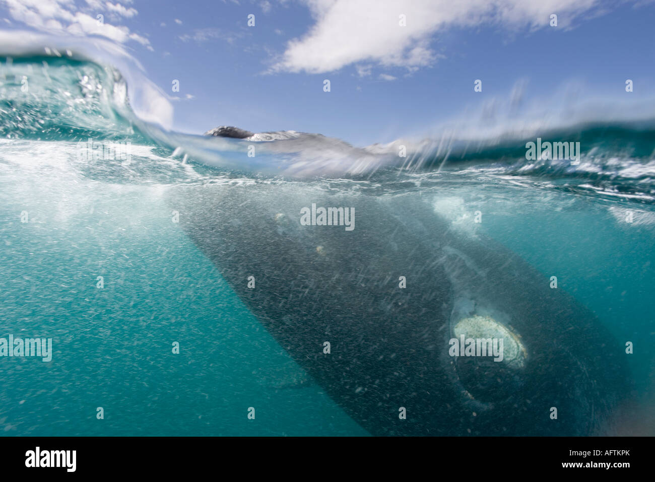 Argentina Chubut provincia Puerto Piramedes visione subacquea della Balena Franca Australe Foto Stock