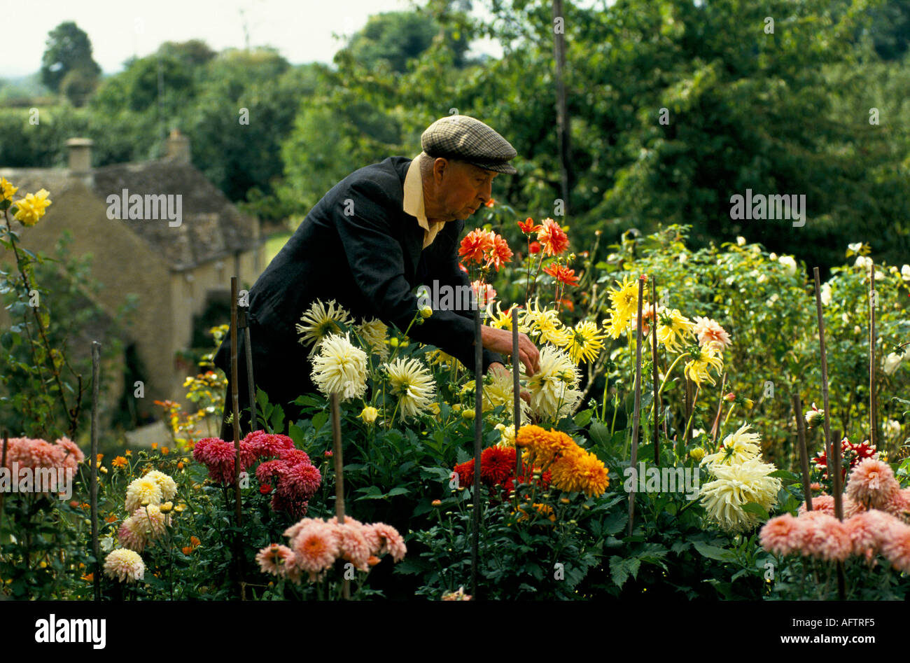 Paese vita anni '90 anziani anziani anziani anziani anziani uomo maschio oap raccolta fiori fiorisce nel suo giardino Eastleach Turville Gloucestershire UK 1993 HOMER SYKES Foto Stock