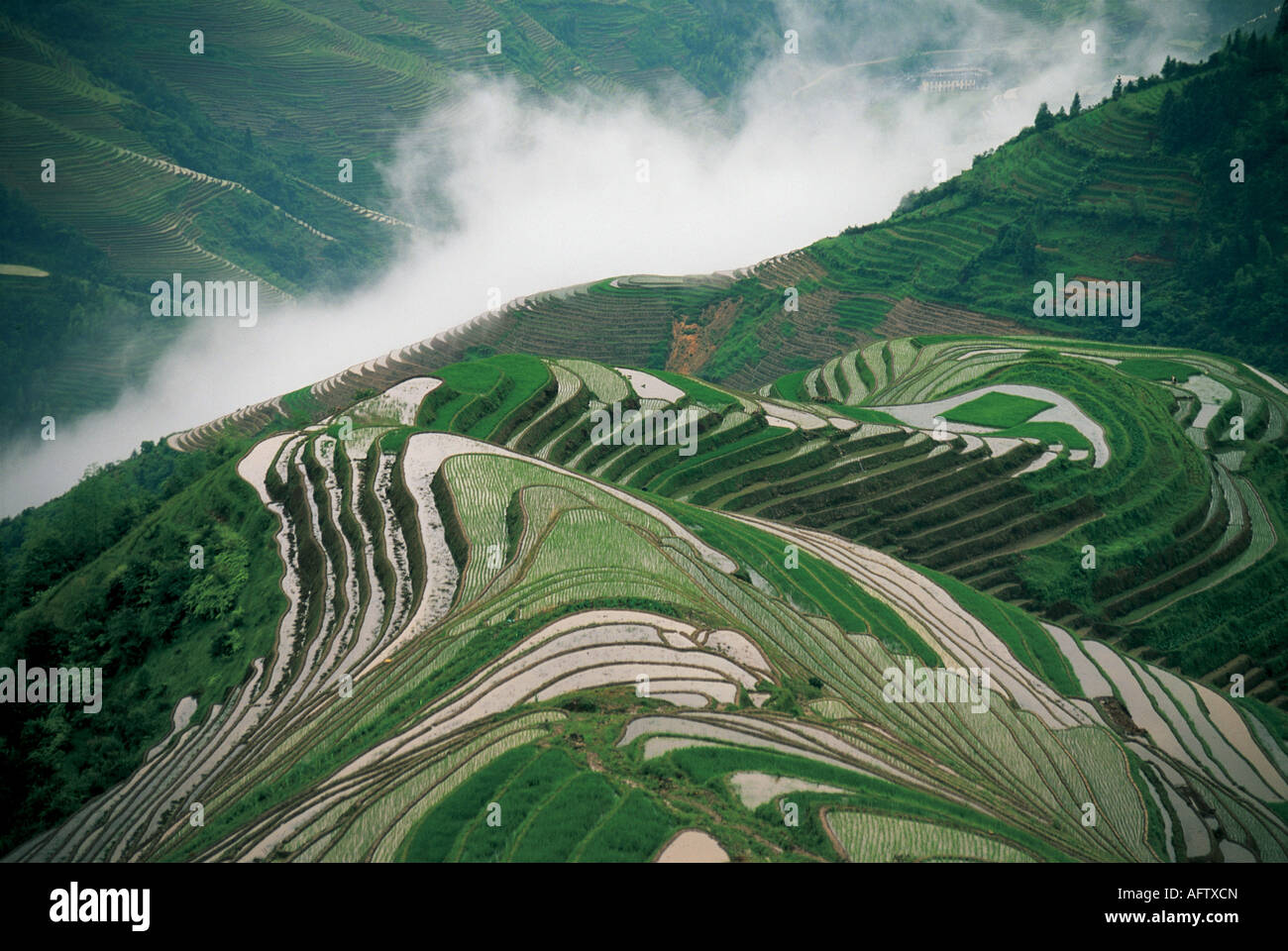 Campi terrazzati Longsheng Guangxi Cina. Foto Stock