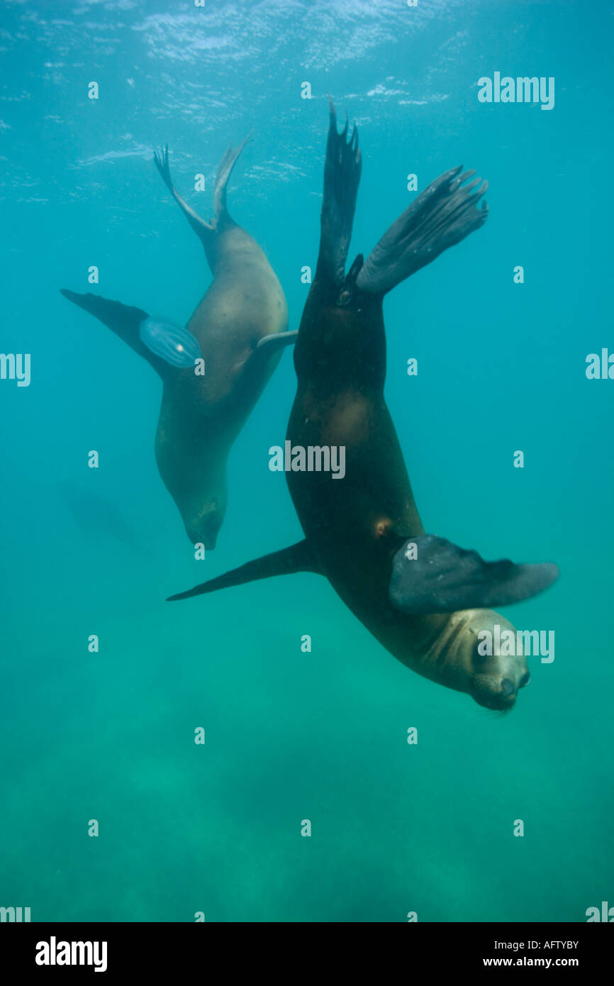 Argentina Chubut provincia Puerto Piramedes vista subacquea di leoni marini del sud Foto Stock