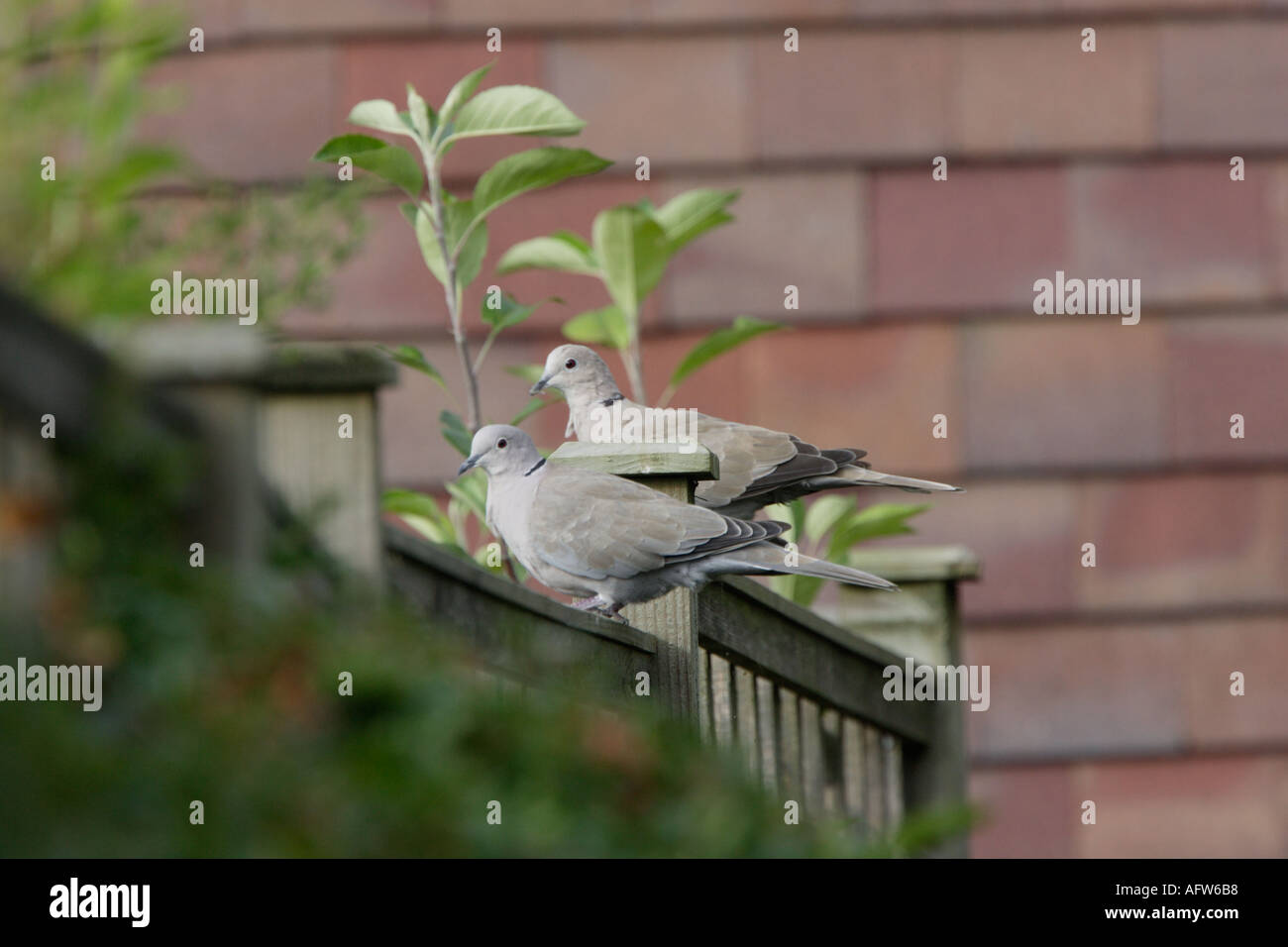 Colombe a collare coppia WESTSUSSEX REGNO UNITO Foto Stock