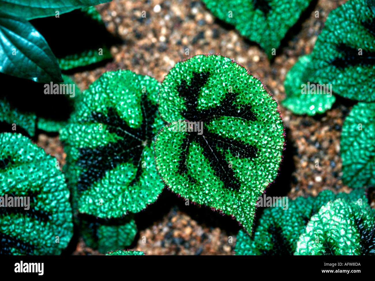 Croce di Ferro Begonia masoniana Begoniaceae Kew Gardens Regno Unito Foto Stock