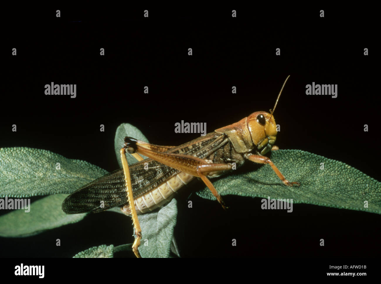 Locusta migratoria adulto Foto Stock