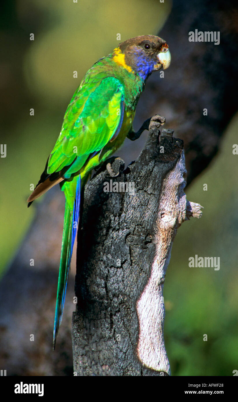 Pappagallo verde Port Lincoln ringneck parrot spesso chiamato il pappagallo 28 a causa della sua nota chiamata Barnadius Zonarius Foto Stock