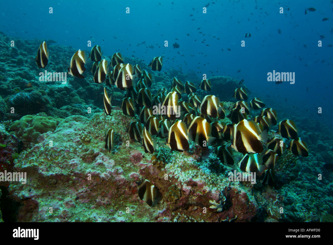 Maldive atollo di Ari Rango Madivaru Scuola di Banner fantasma pesci Pesci Heniochus Pleurotaenia Foto Stock