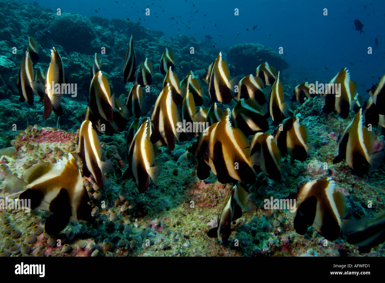 Scuola di banner fantasma (heniochus pleurotaenia), Ari Atoll, Maldive. Foto Stock