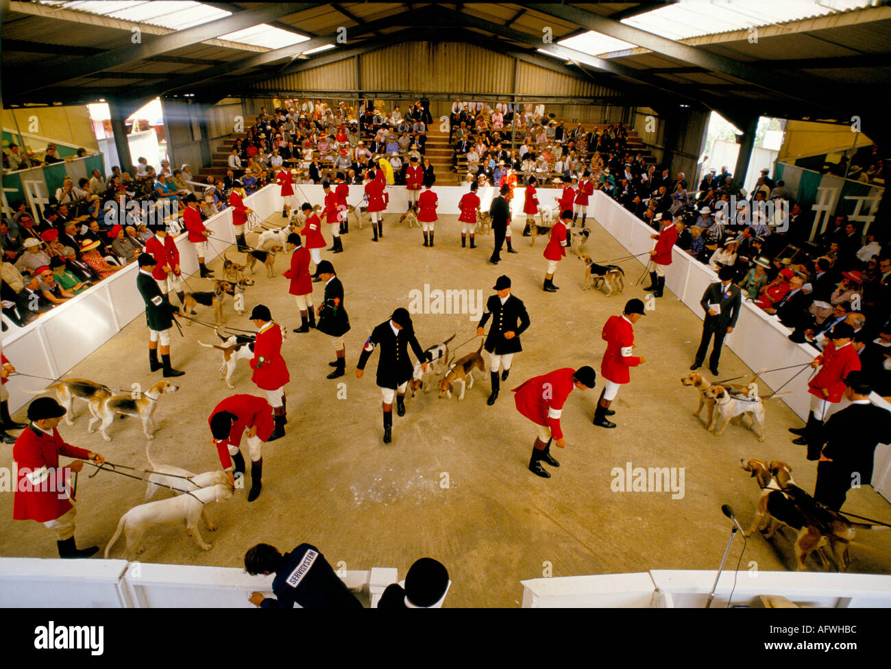 Foxhounds 1980 UK Festival of Hunting Hound show East of Inghilterra contea mostra Peterborough Cambridgeshire Inghilterra 80s OMERO SYKES Foto Stock