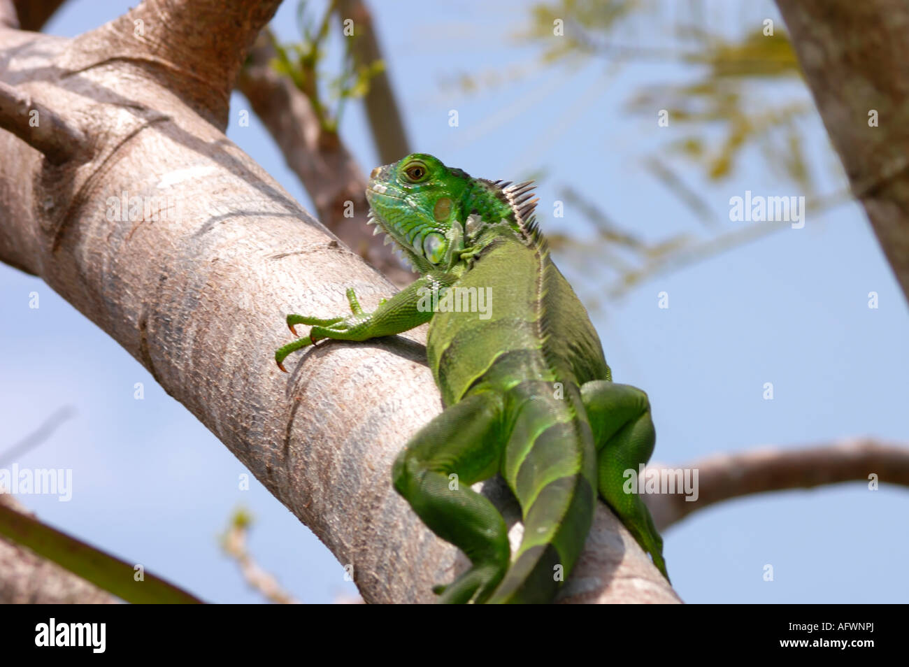 Iguana sul ramo Foto Stock