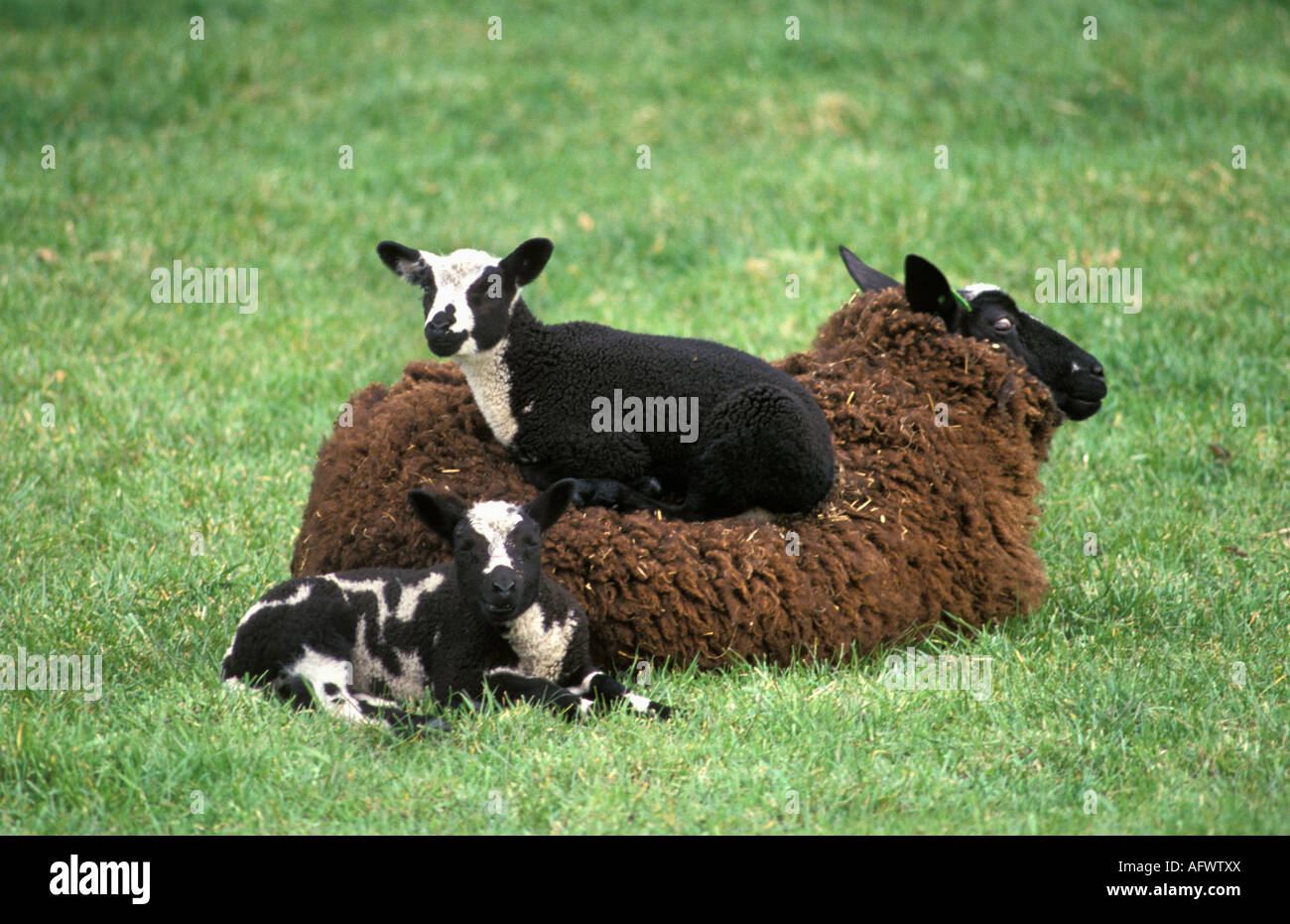 Paesi Bassi Meije pecore con agnelli Foto Stock