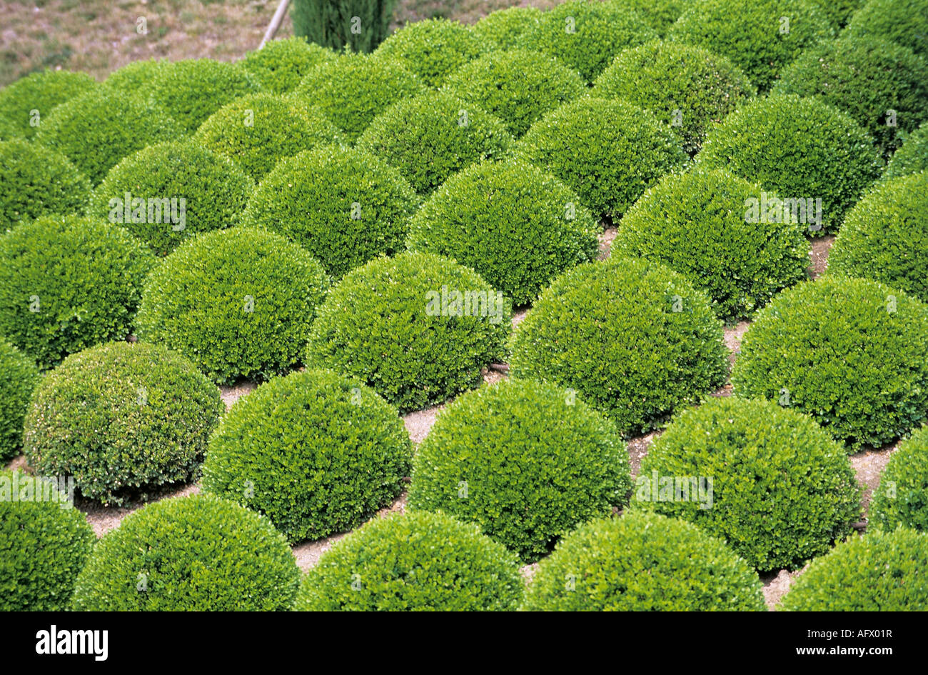 Giardino bush GartenstrÃ¤ucher Foto Stock