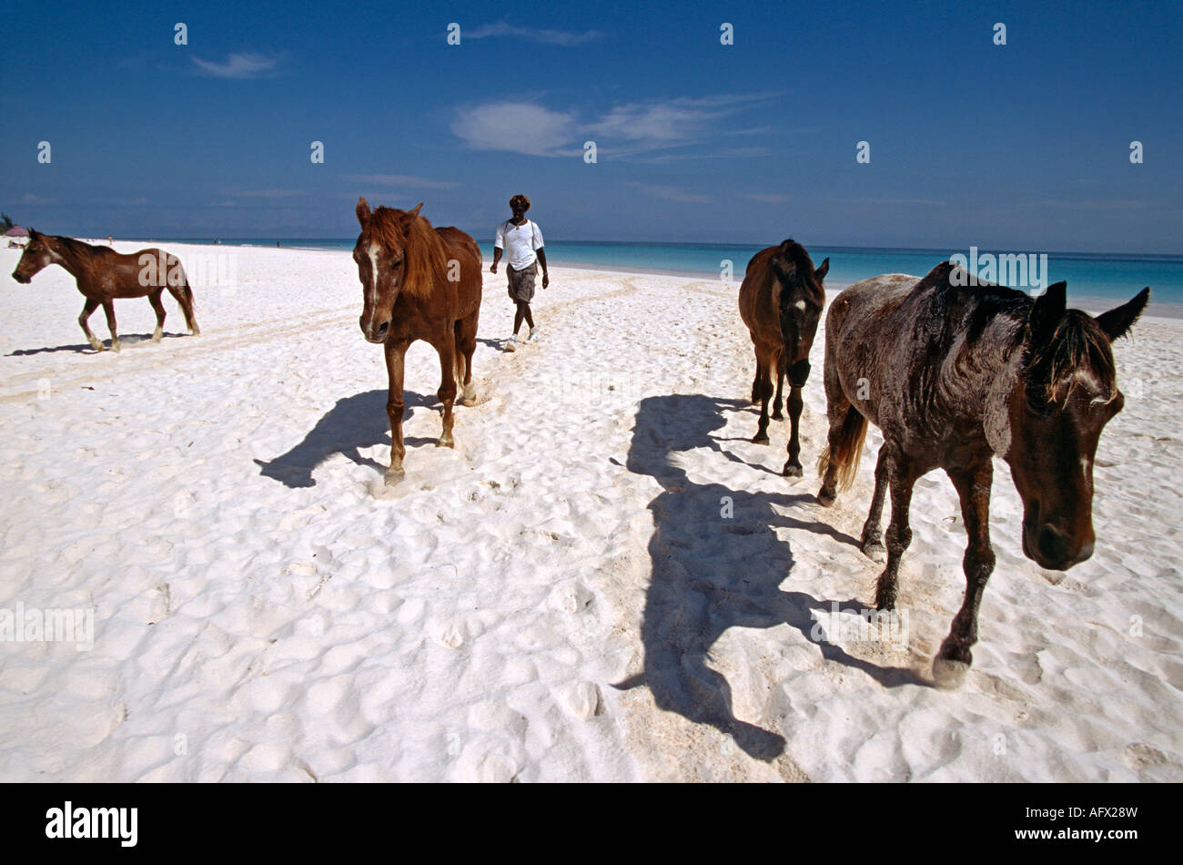 L'uomo delle Bahamas hearding cavalli in affitto sulla spiaggia di sabbia rosa Hotel in Harbour Island Bahamas Foto Stock