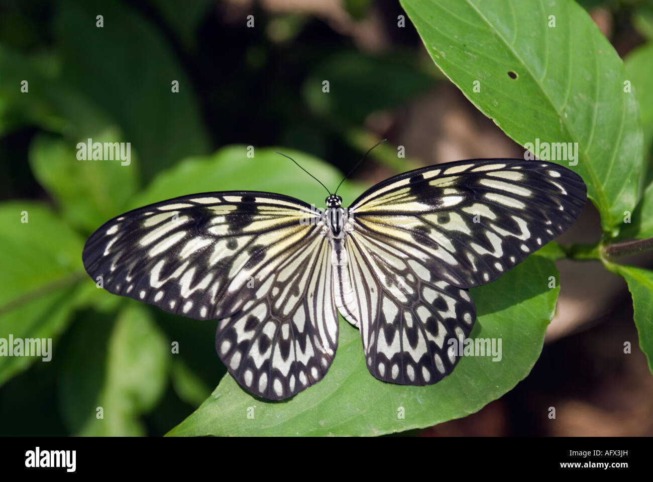 Aquilone di carta Butterfly Idea leuconoe Foto Stock