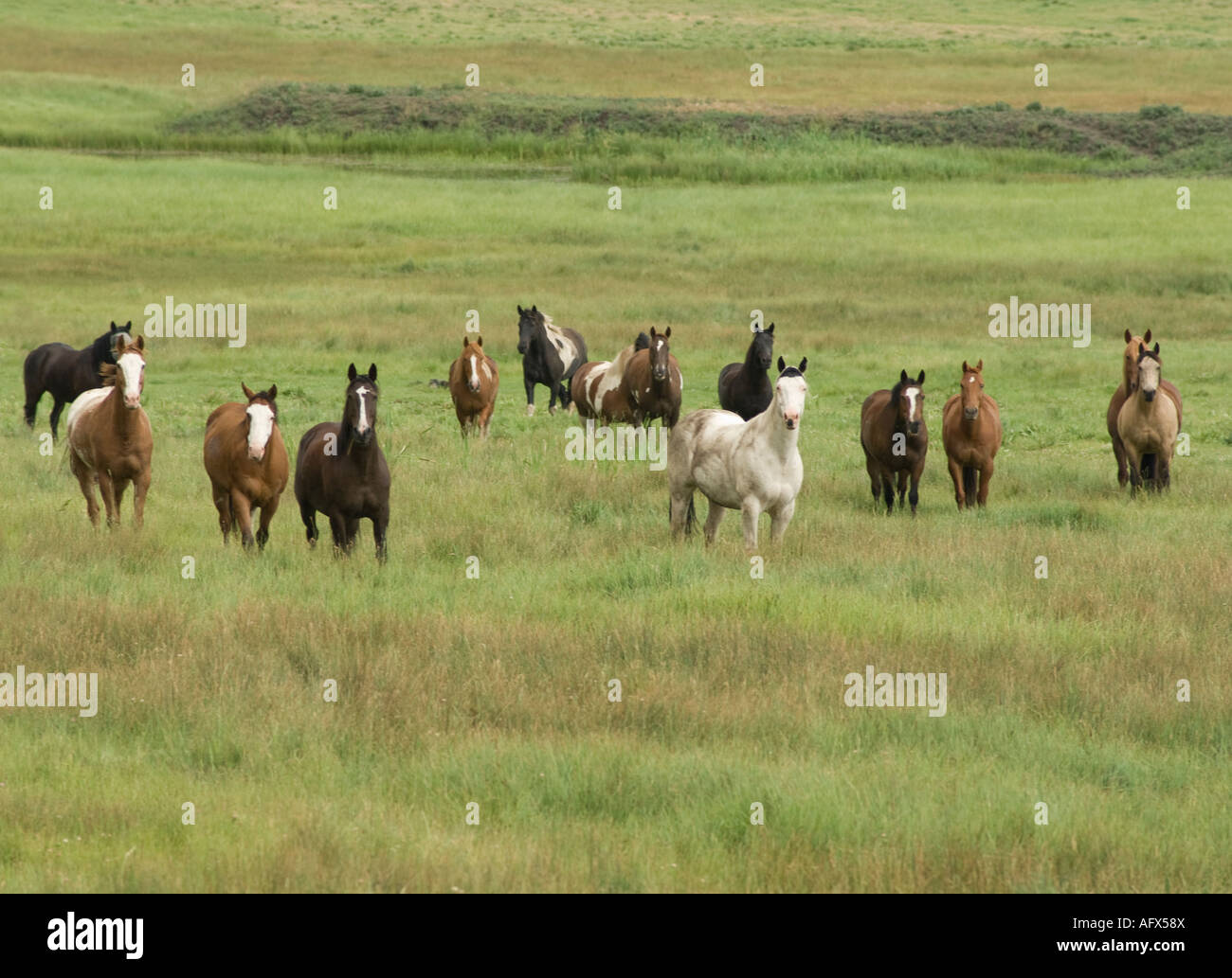 Allevamento di cavalli rnning gratuito nei pressi Pagosa Springs CO Foto Stock