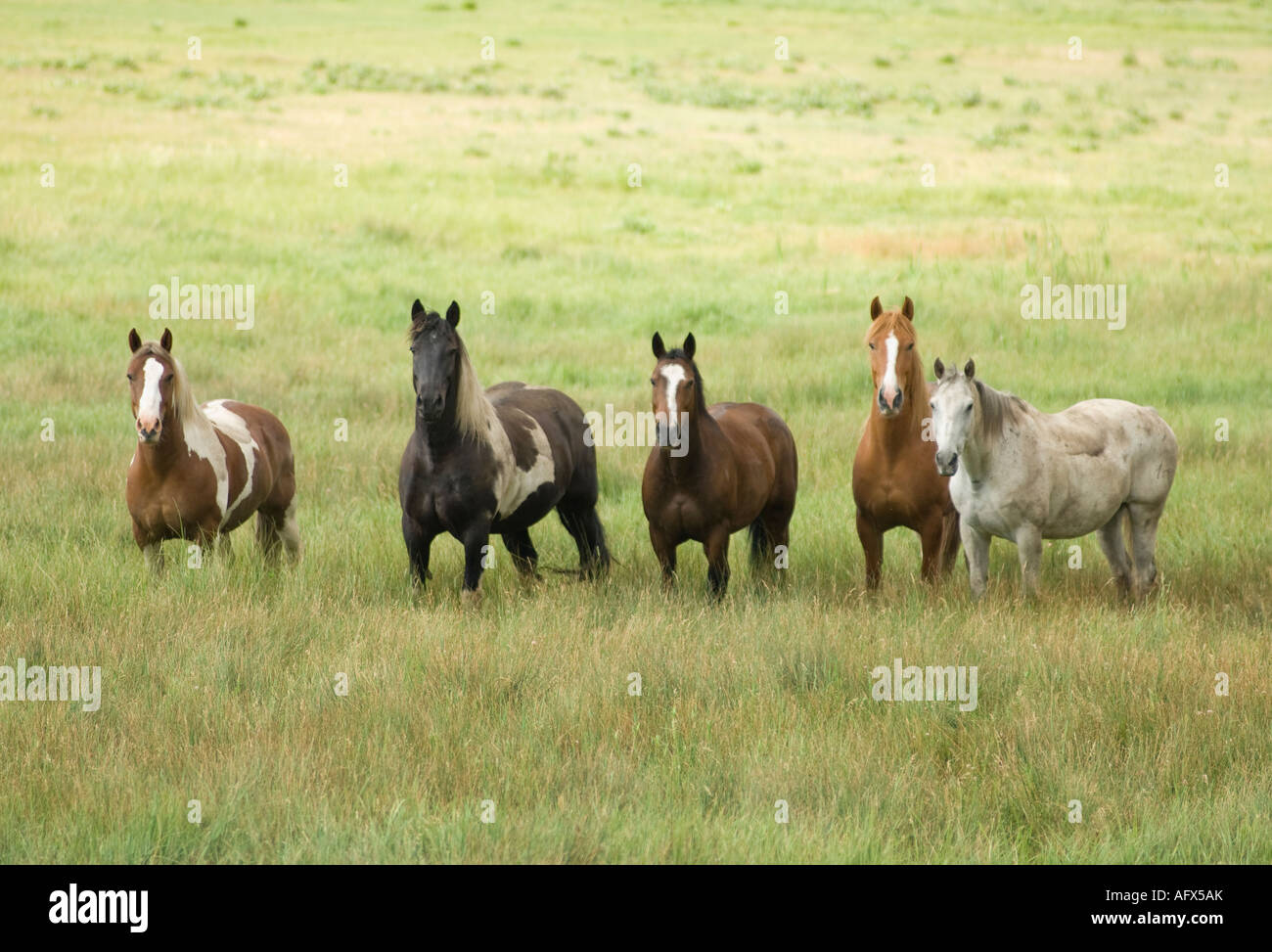 Allevamento di cavalli rnning gratuito nei pressi Pagosa Springs CO Foto Stock