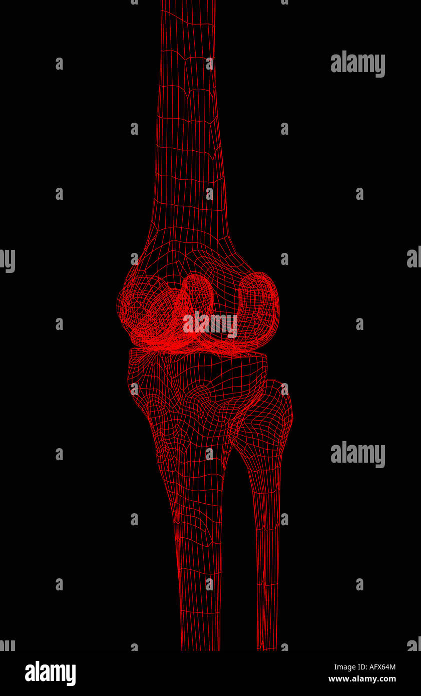 Le ossa del ginocchio Foto Stock