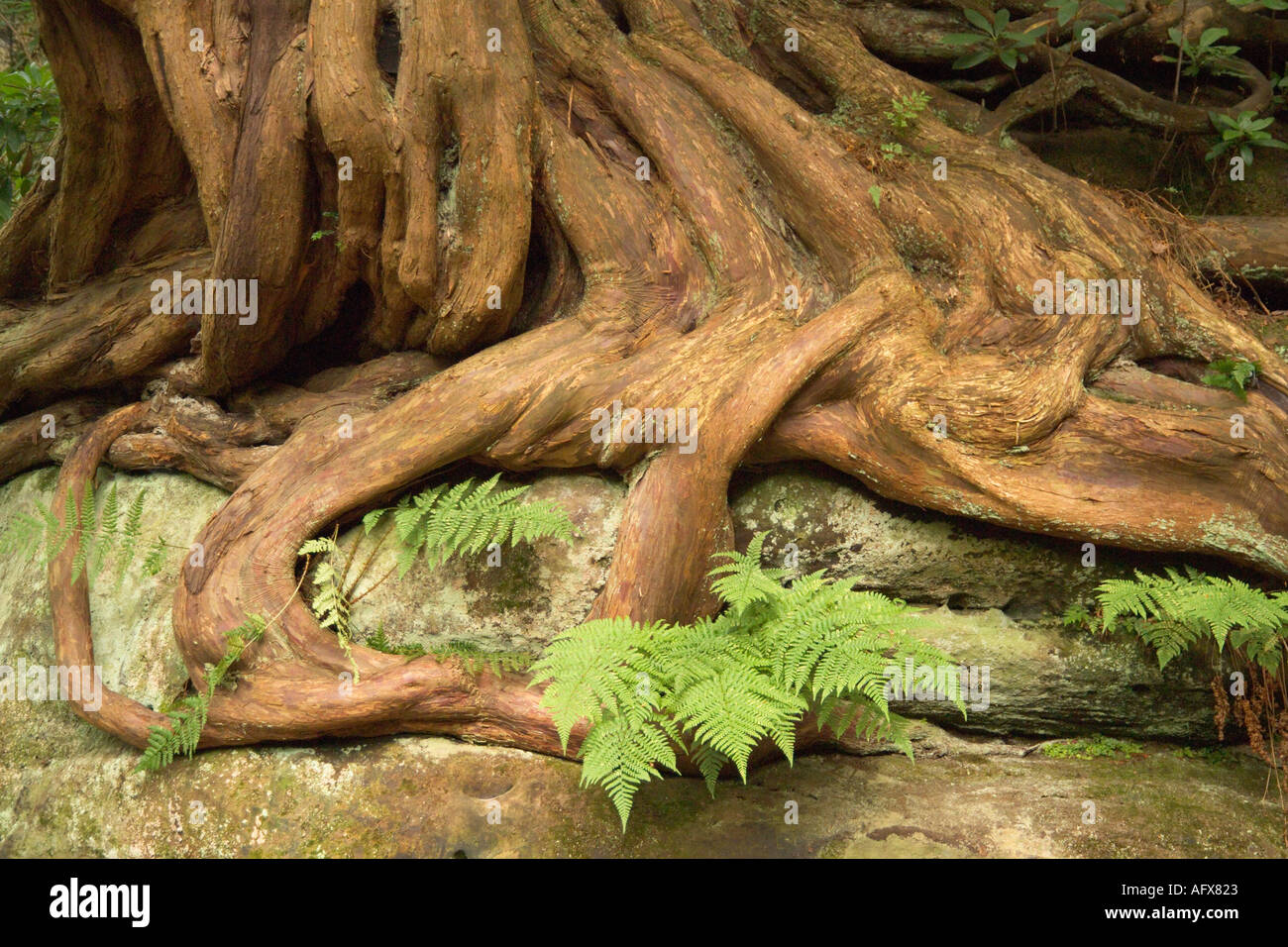 Le radici di un grande albero Foto Stock