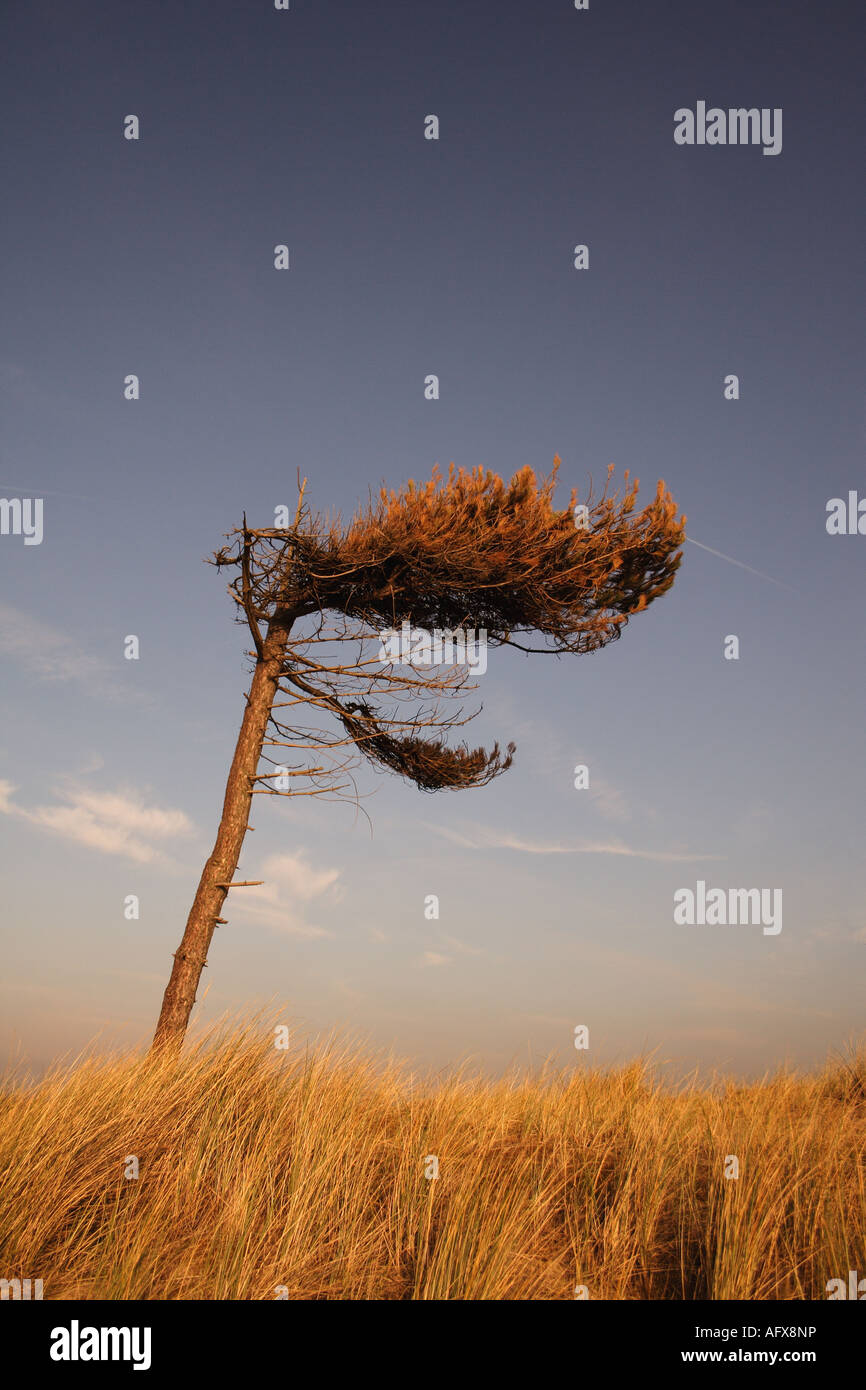 Lone Tree spazzate dal vento sulla spiaggia di Freshfields, Merseyside England Foto Stock