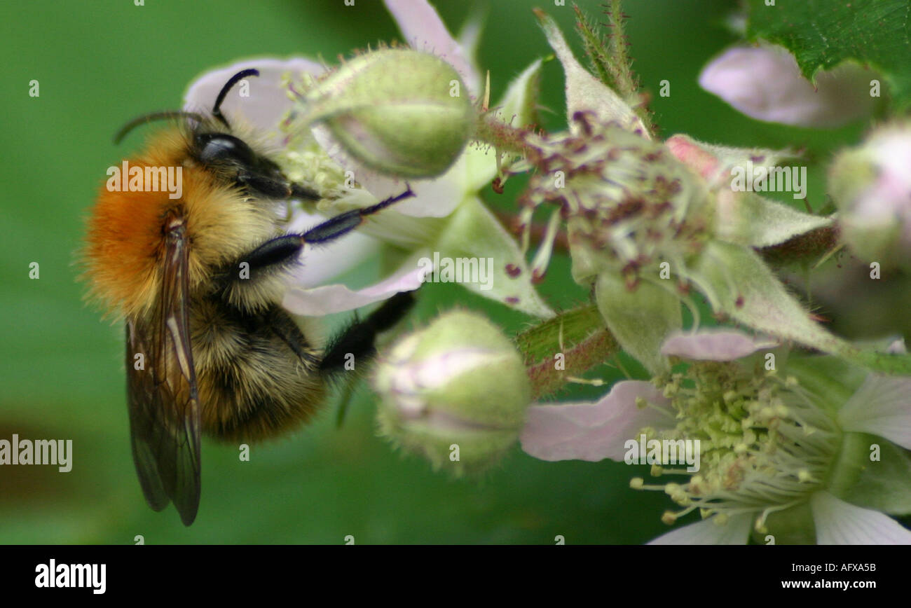 L'APE APE Pollenation polline dei fiori capelli pollenate hairy ali estate insetto hayfever allergia sonda hystamin miele ali fly Foto Stock