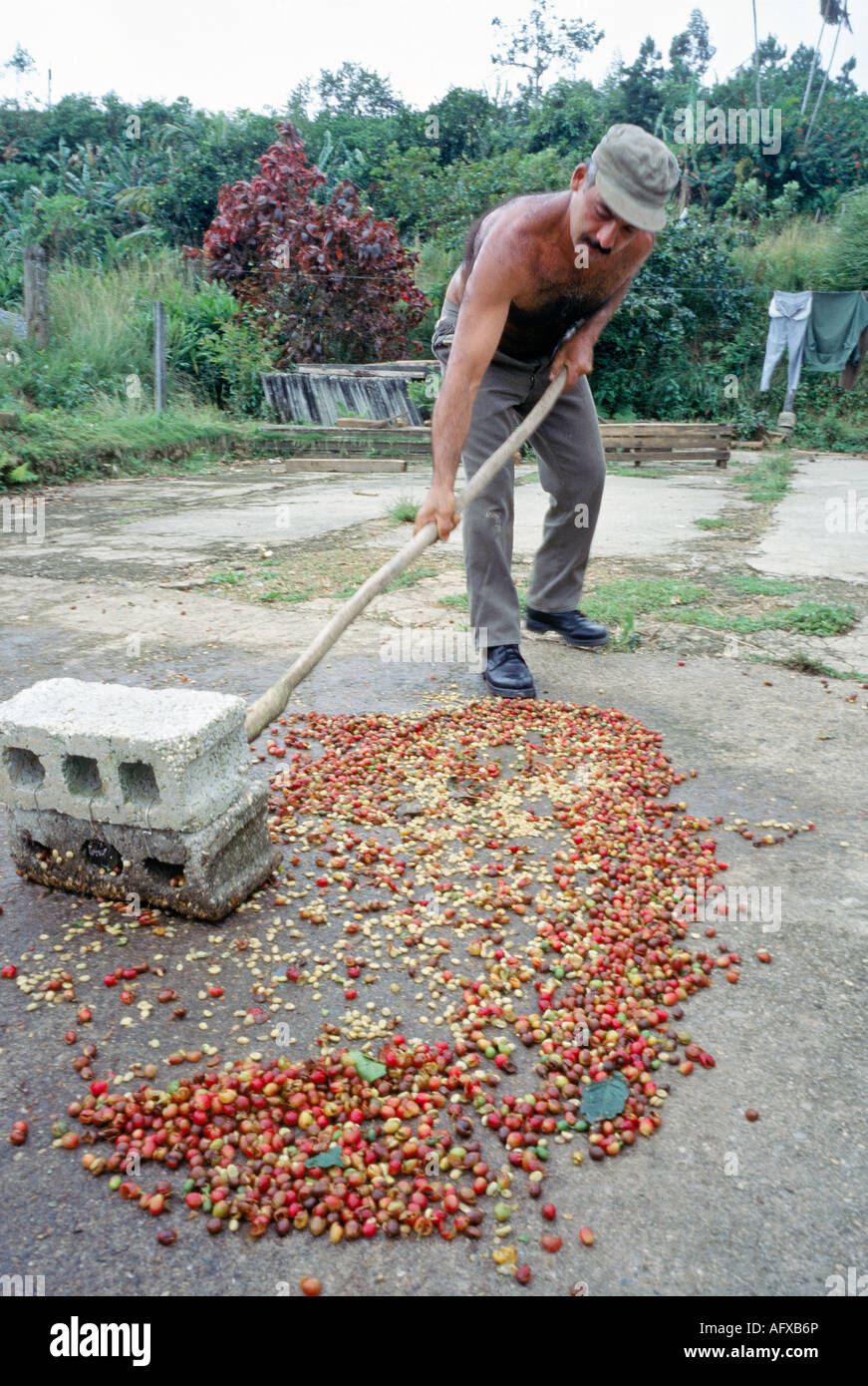 Lavoratore di caffè utilizzando blocchi di calcestruzzo di scorie per rimuovere le pule da caffè Foto Stock