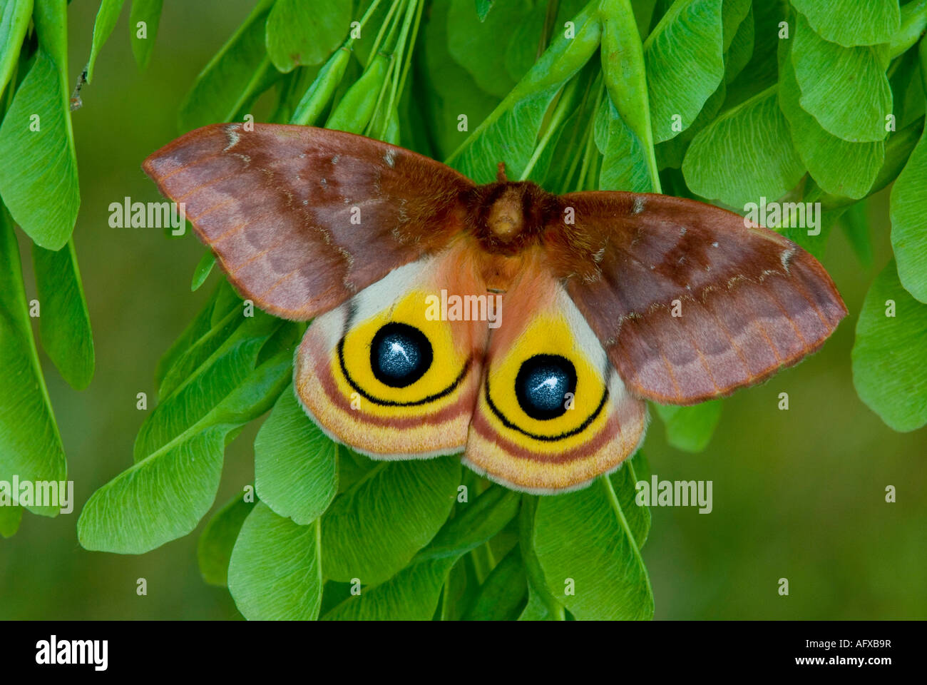 Io Moth Automeris io femmina su Maple semi di specie di Acer USA Foto Stock