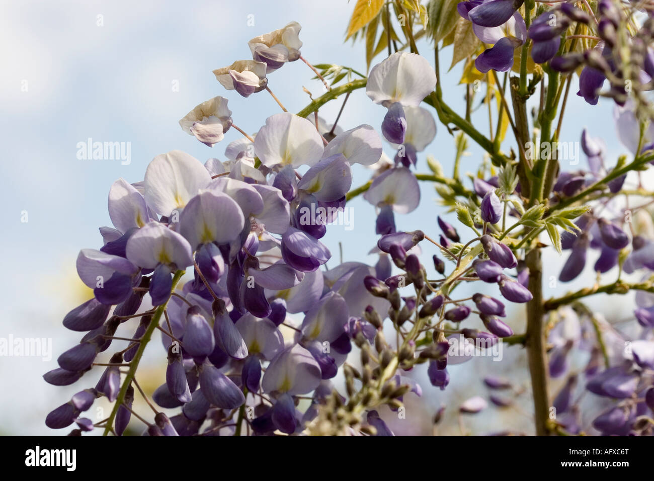 Glicine skywards arrampicata Foto Stock