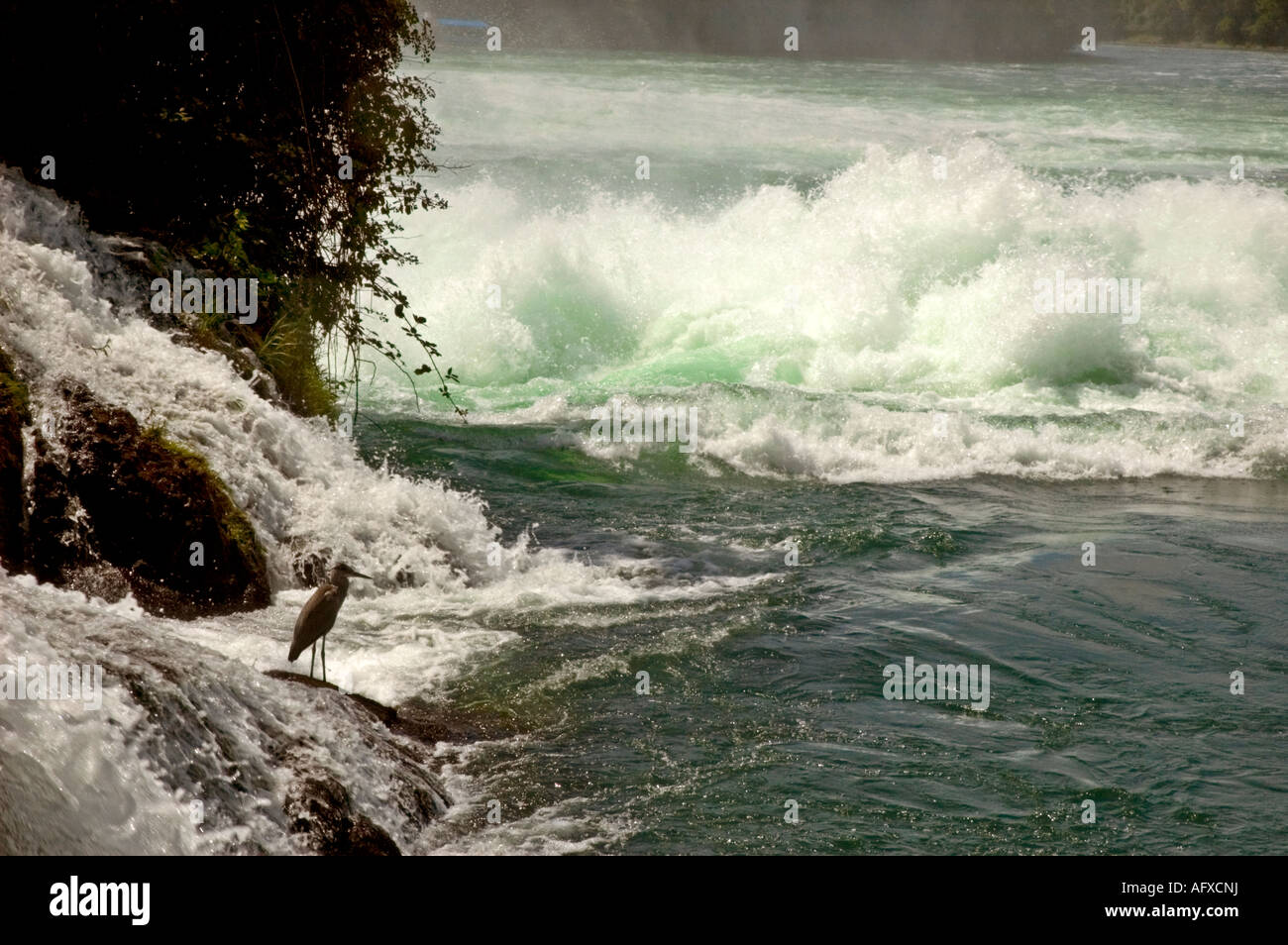 Heron alle Cascate del Reno Fischreiher an den Rheinfällen Foto Stock