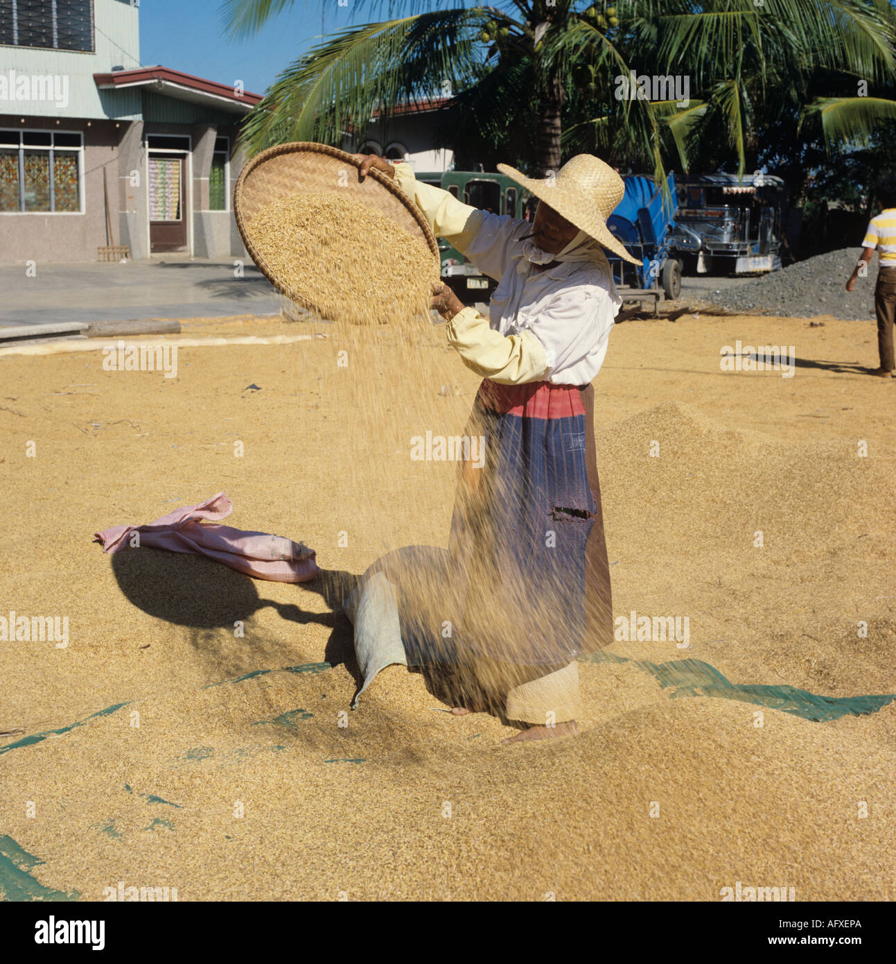 Old Lady fumare una cheroot spulatura raccolte e la trebbiatura di raccolto di riso Luzon Filippine Foto Stock