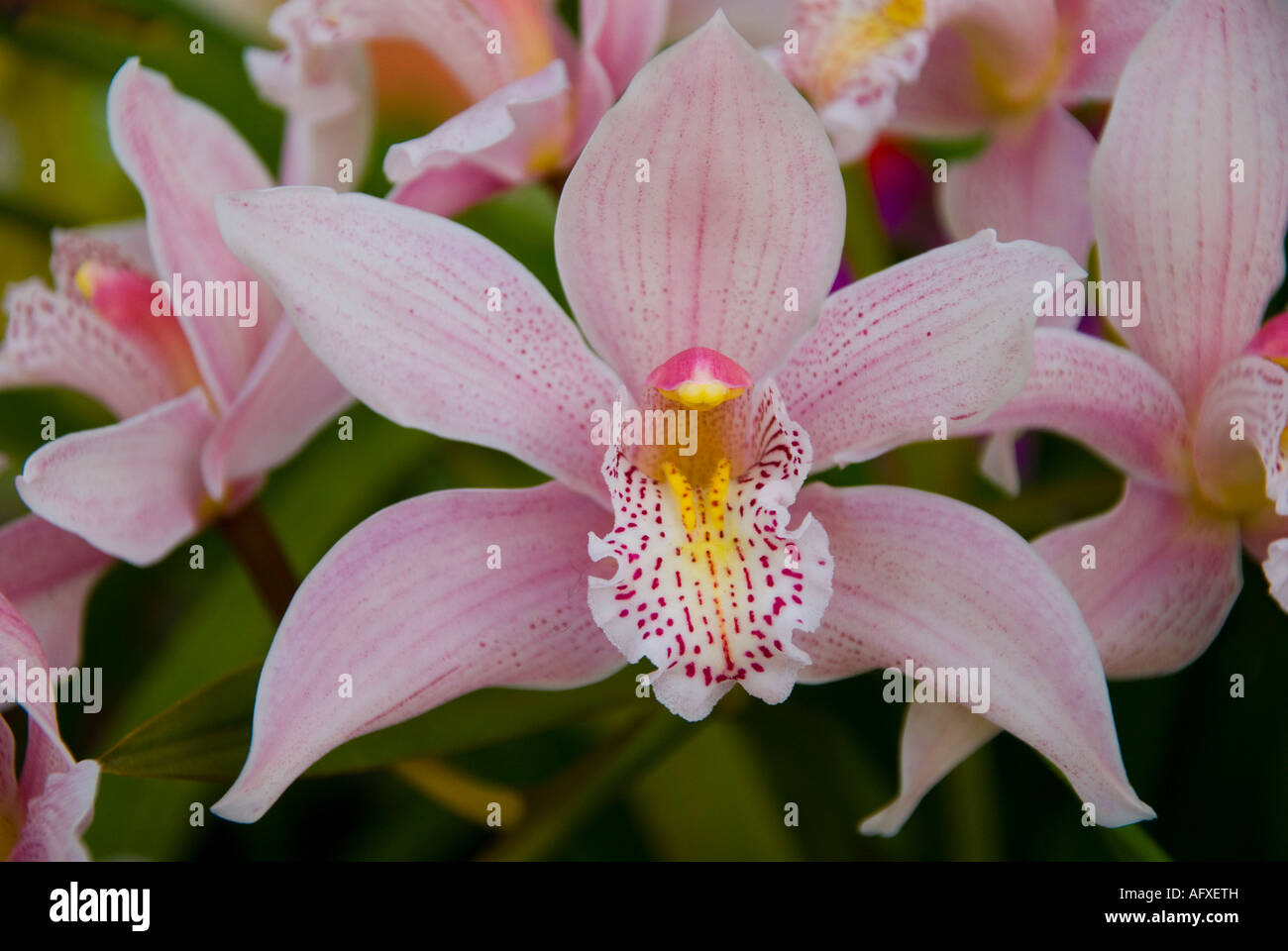 Orchidea in fiore Foto Stock