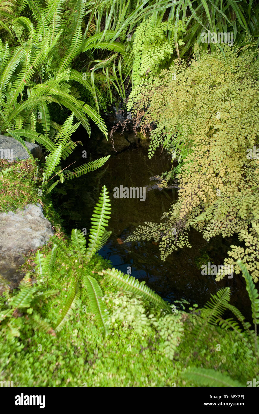 Un giardino acqua caratteristica circondata da una varietà di acqua amorevole di felci e piante Foto Stock