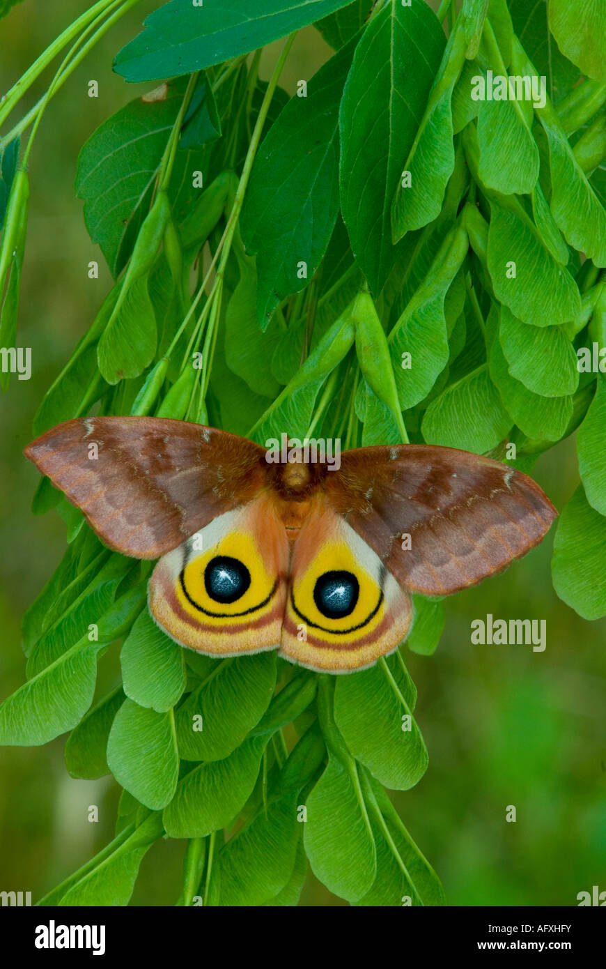 Io Moth Automeris io femmina su Maple semi di specie di Acer USA Foto Stock