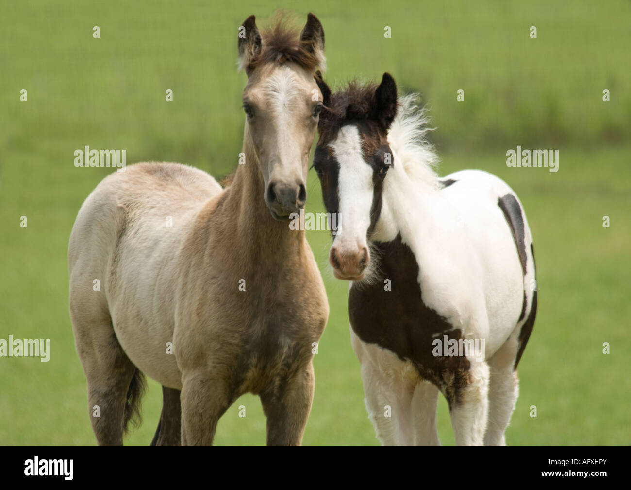Paso Fino e Gypsy Vanner Horse puledri Foto Stock